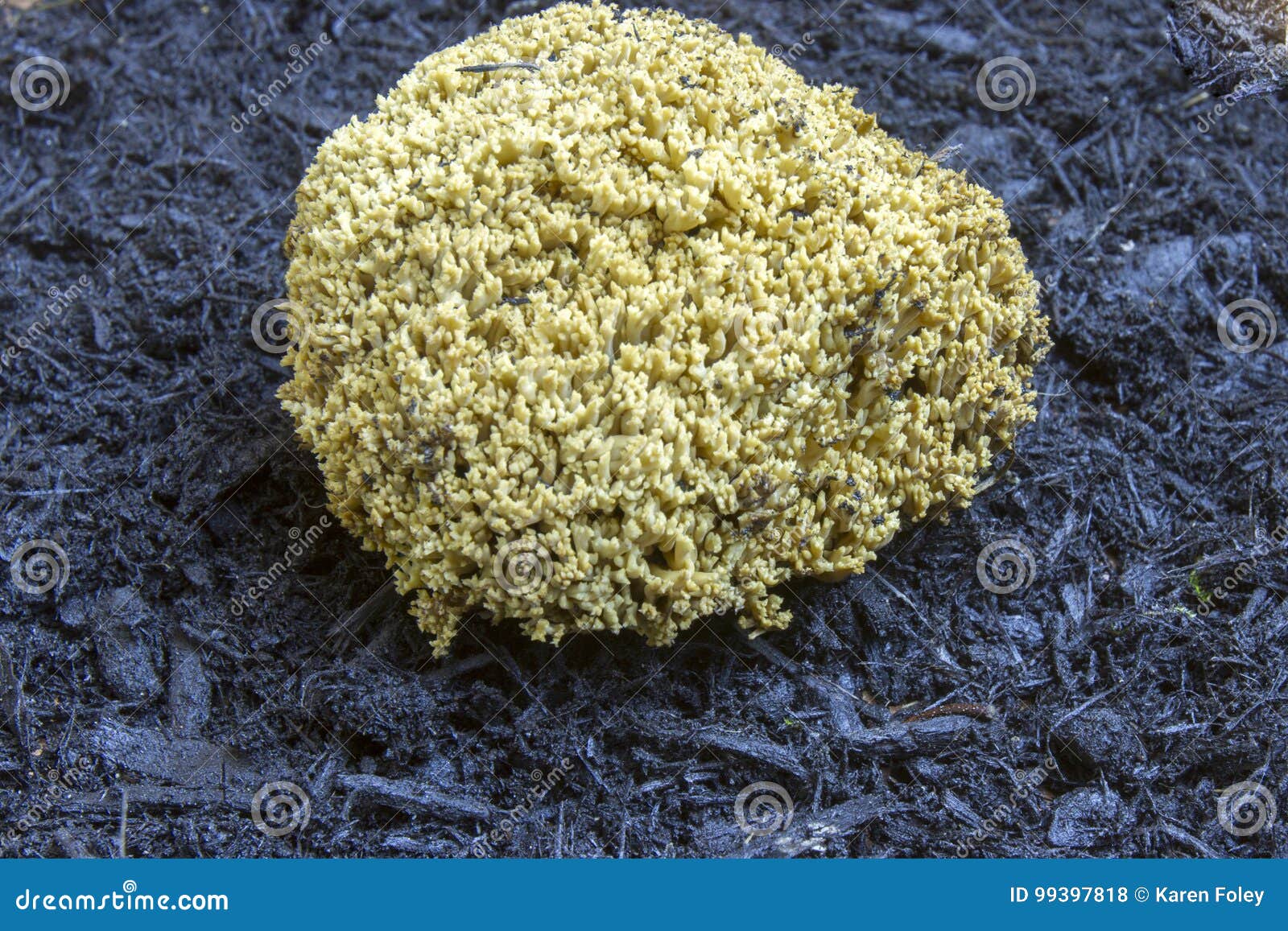 Texture Of Natural Fungus On Mulch Stock Photo Image Of Organic Vegetable 99397818