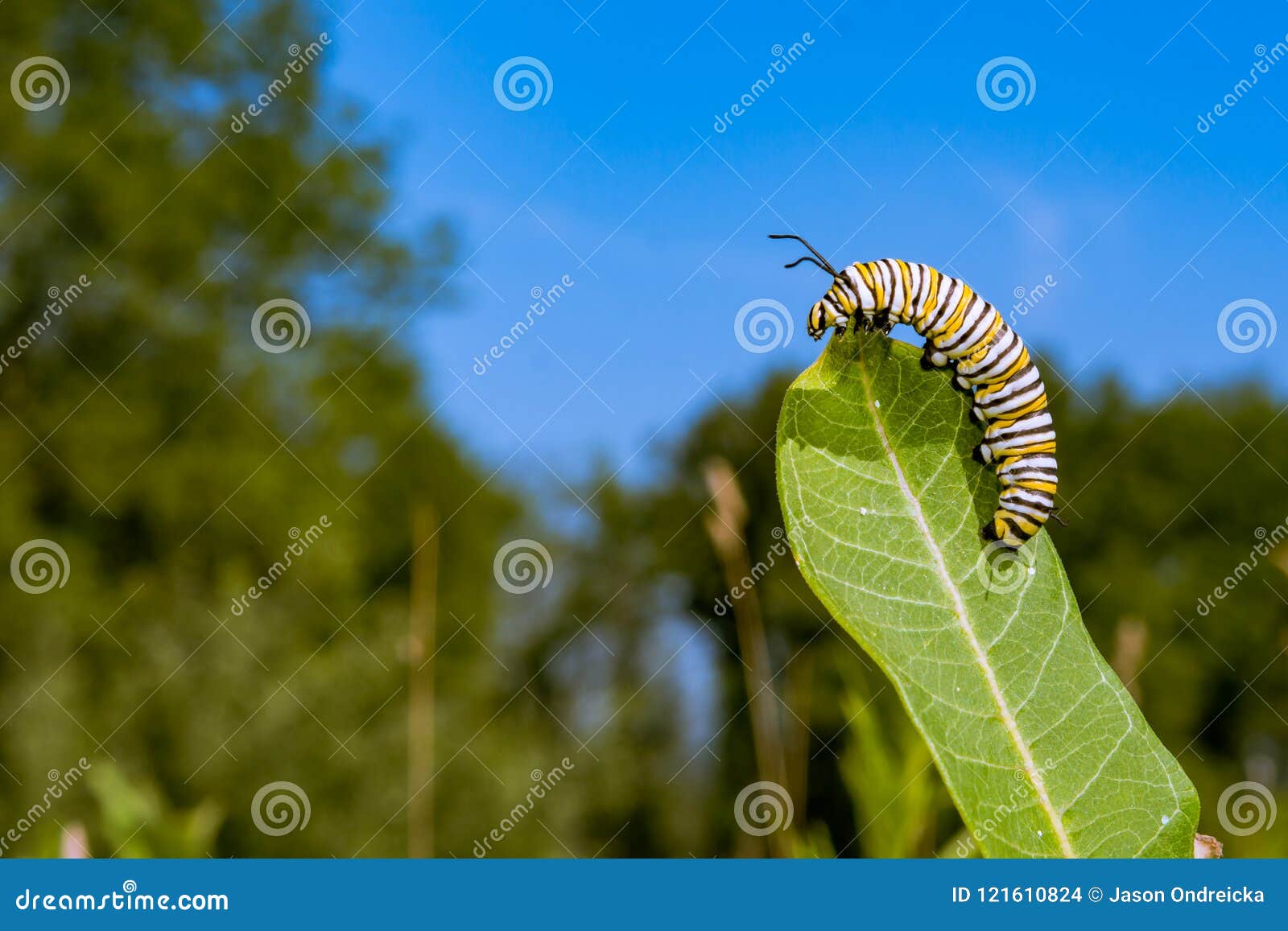 monarch butterfly caterpillar eating milkweed.