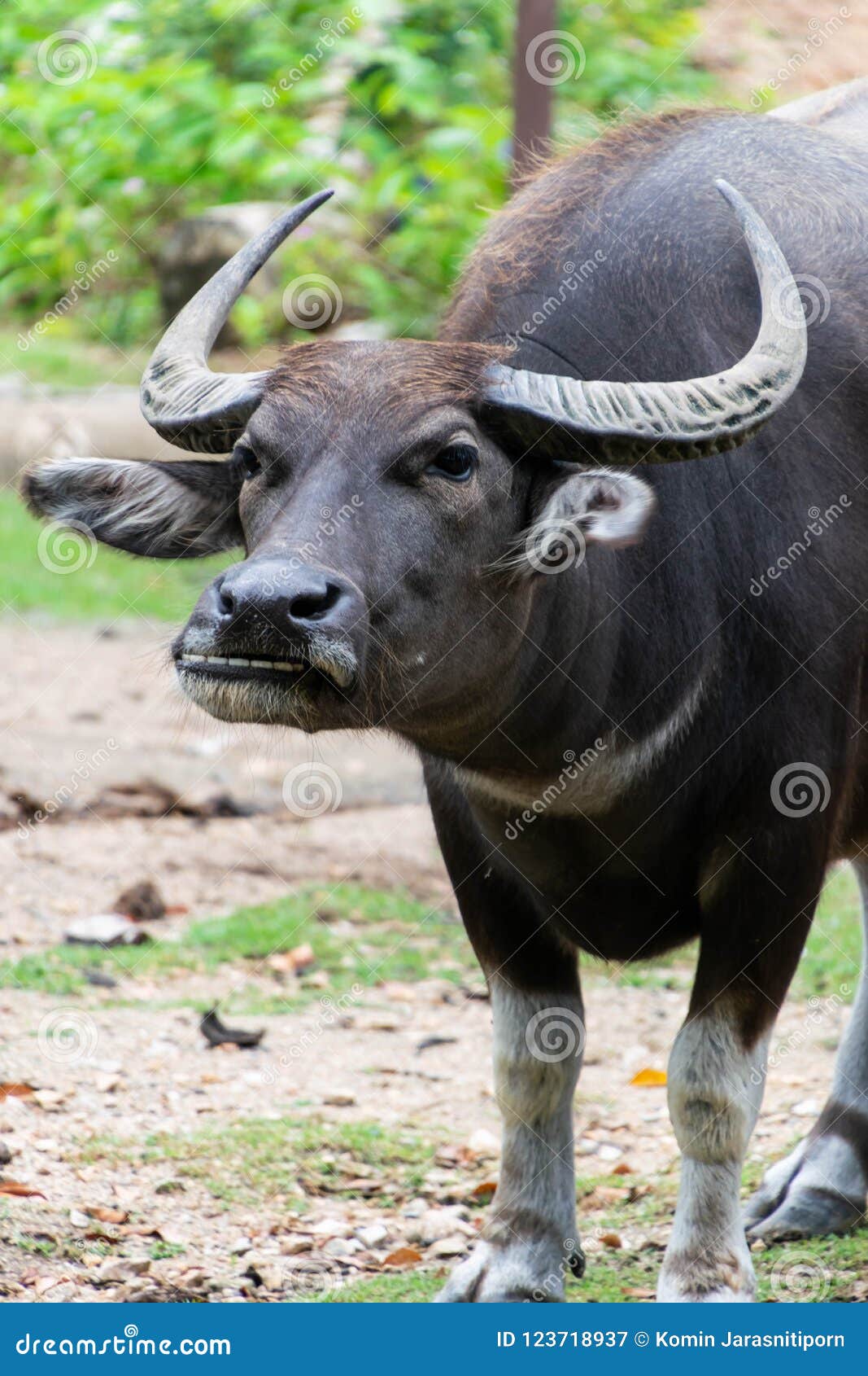 Close Up of Thai Buffalo Head. - Image of caffer, hunting: