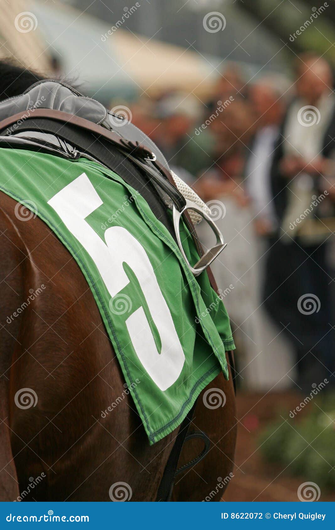 close up of thoroughbred horse