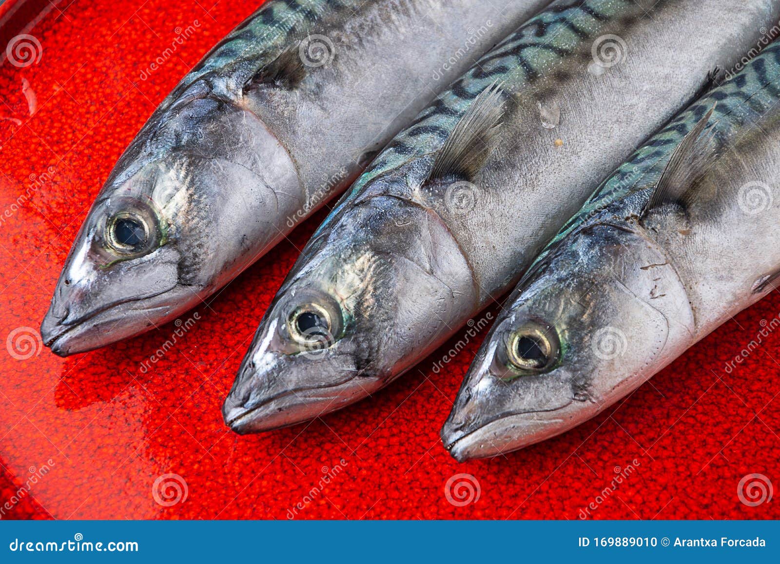 Closeup of Three Mackerel Heads on Red Plate Stock Photo Image of