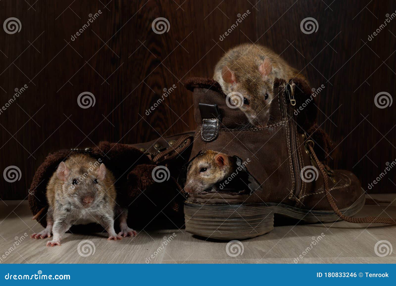 close-up three rats climb inside brown shoes on the gray floors.
