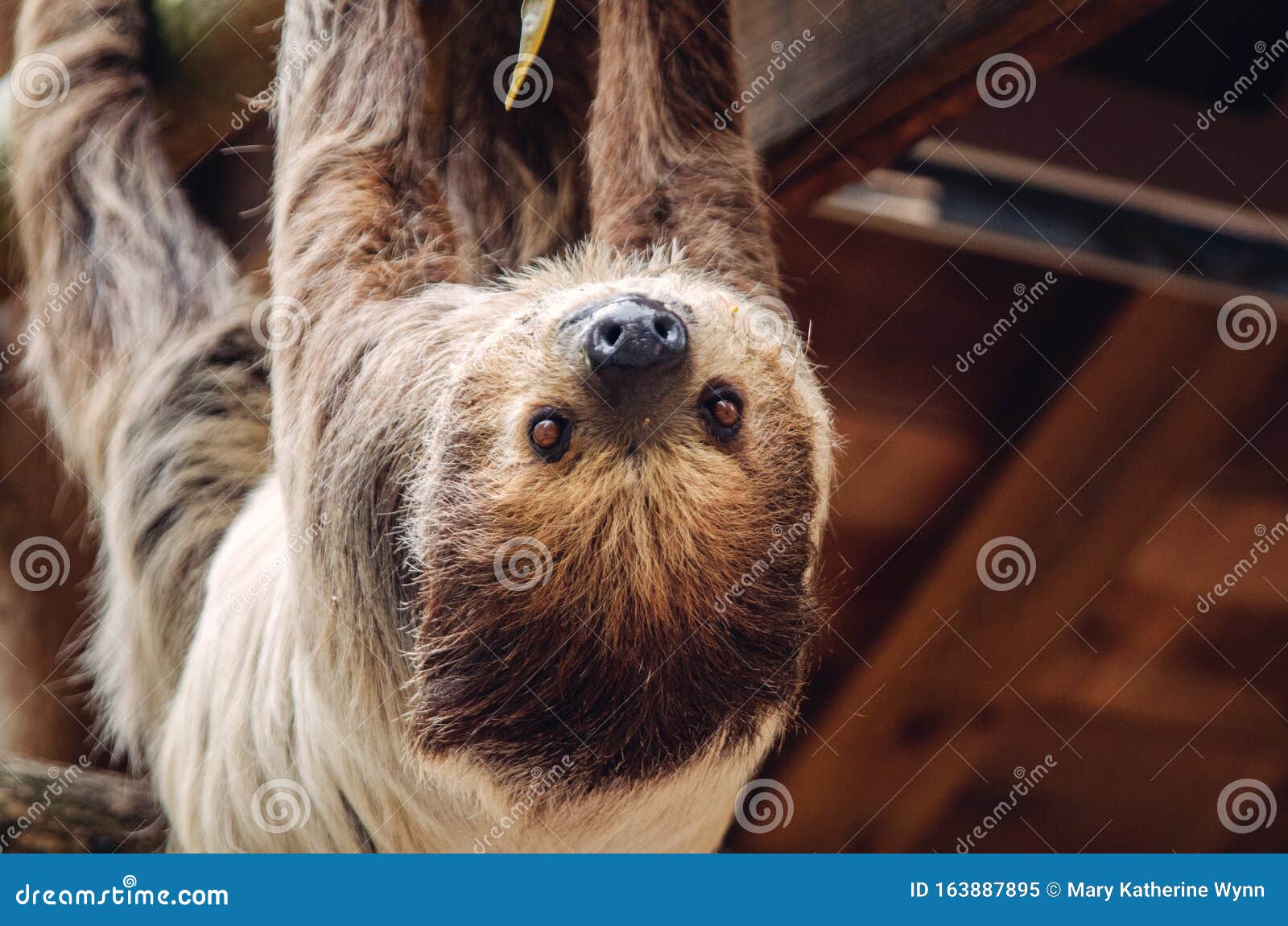Shaggy Upside Down