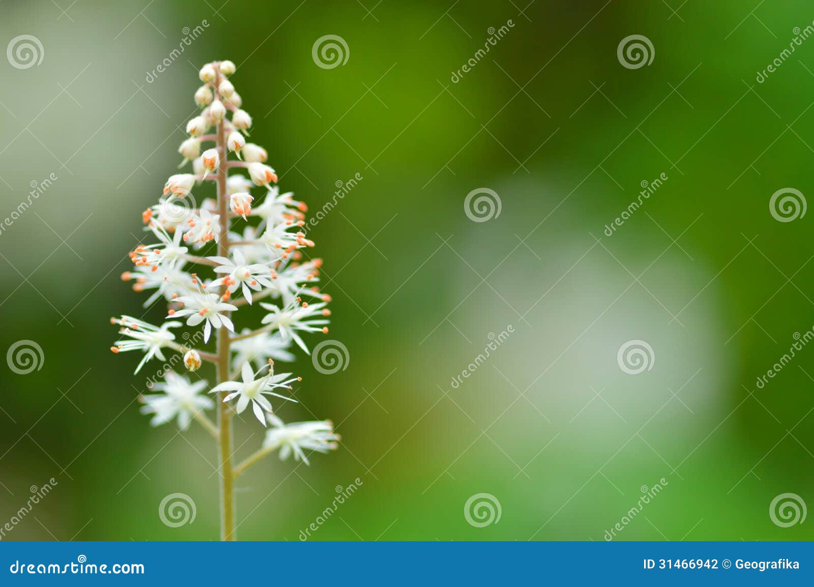 close up of tiarella cordifolia (foam flower)