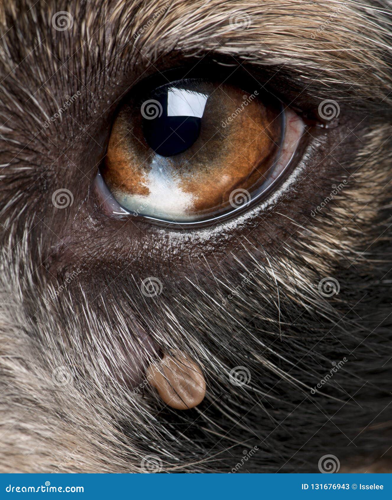 Tick Attached Next To an Australian Shepherd`s Eye Stock Image Image
