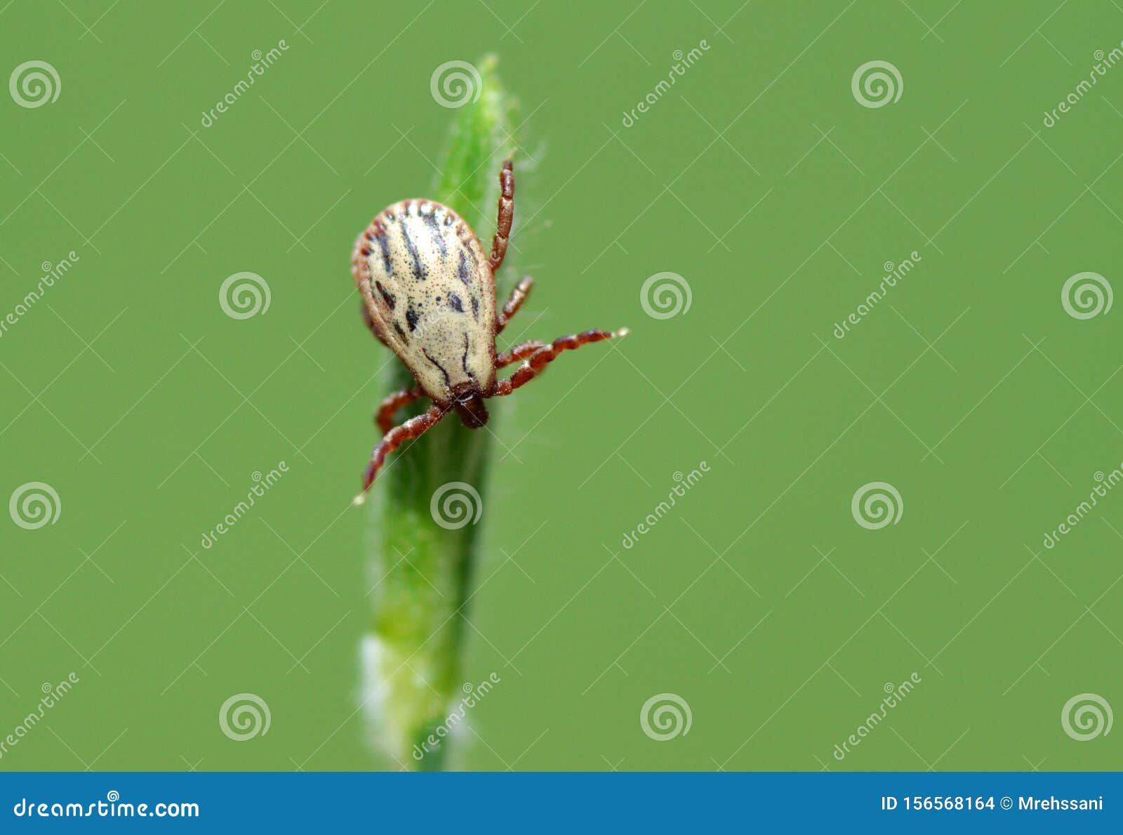 tick sitting on grass tip in green background