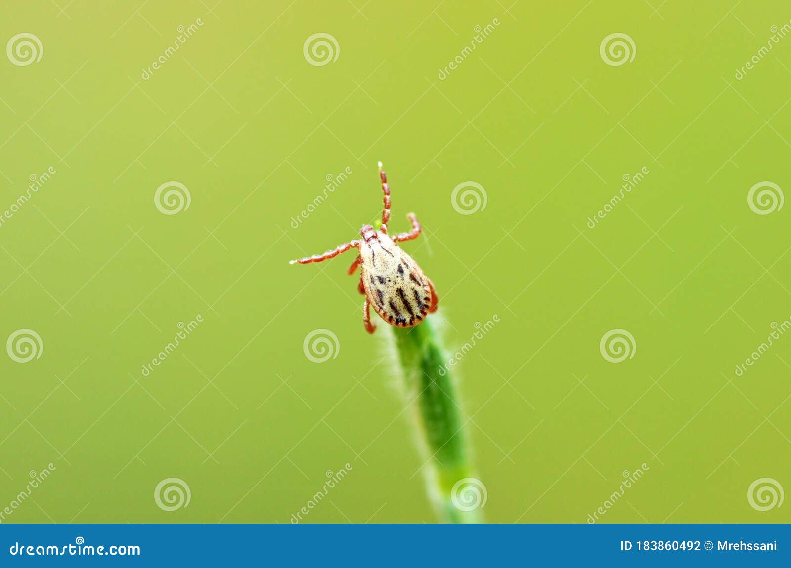 ixodidae hard tick sitting on grass tip in green background