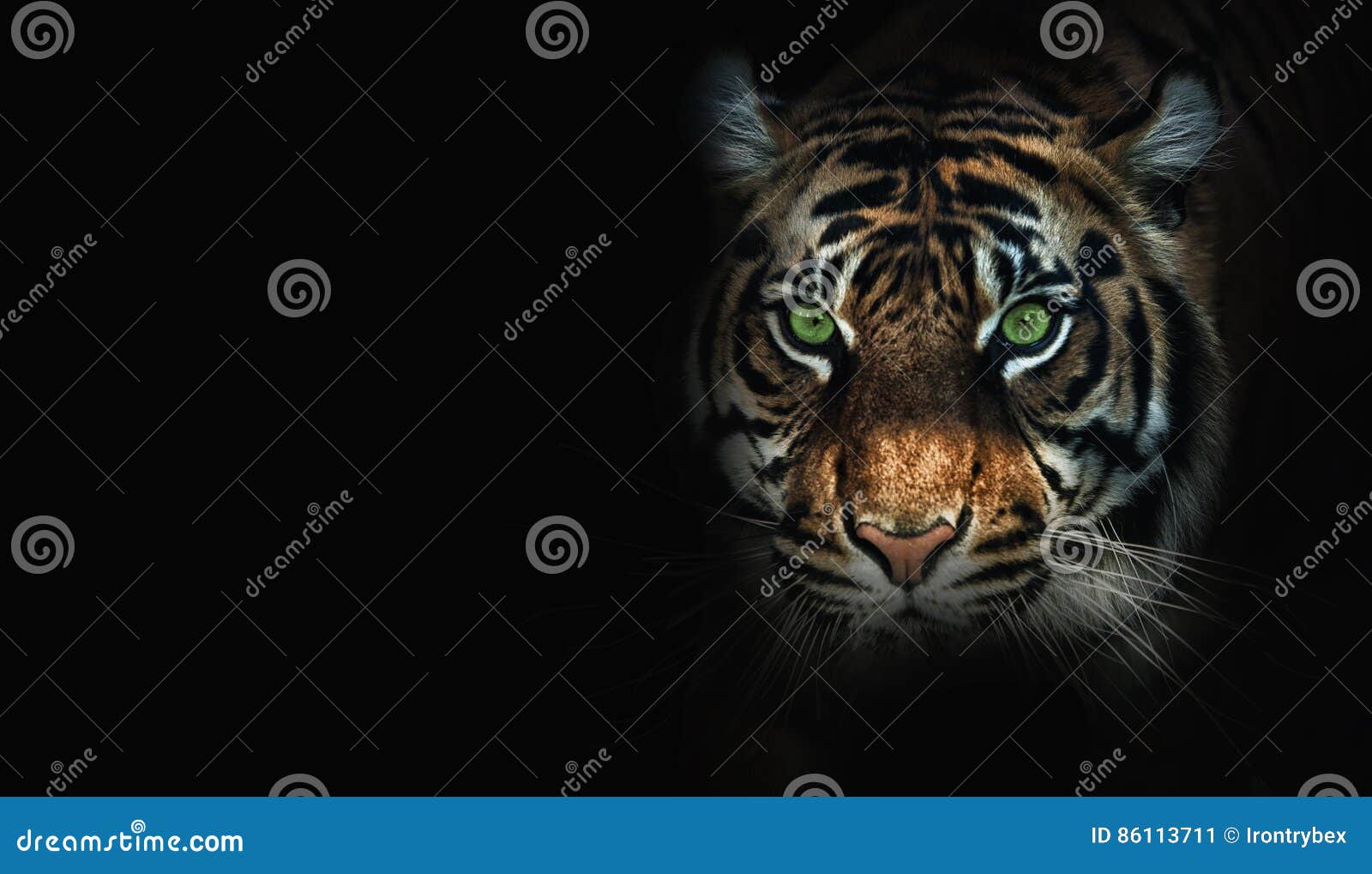 29,049 Tiger Black Background Stock Photos - Free & Royalty-Free Stock  Photos from Dreamstime