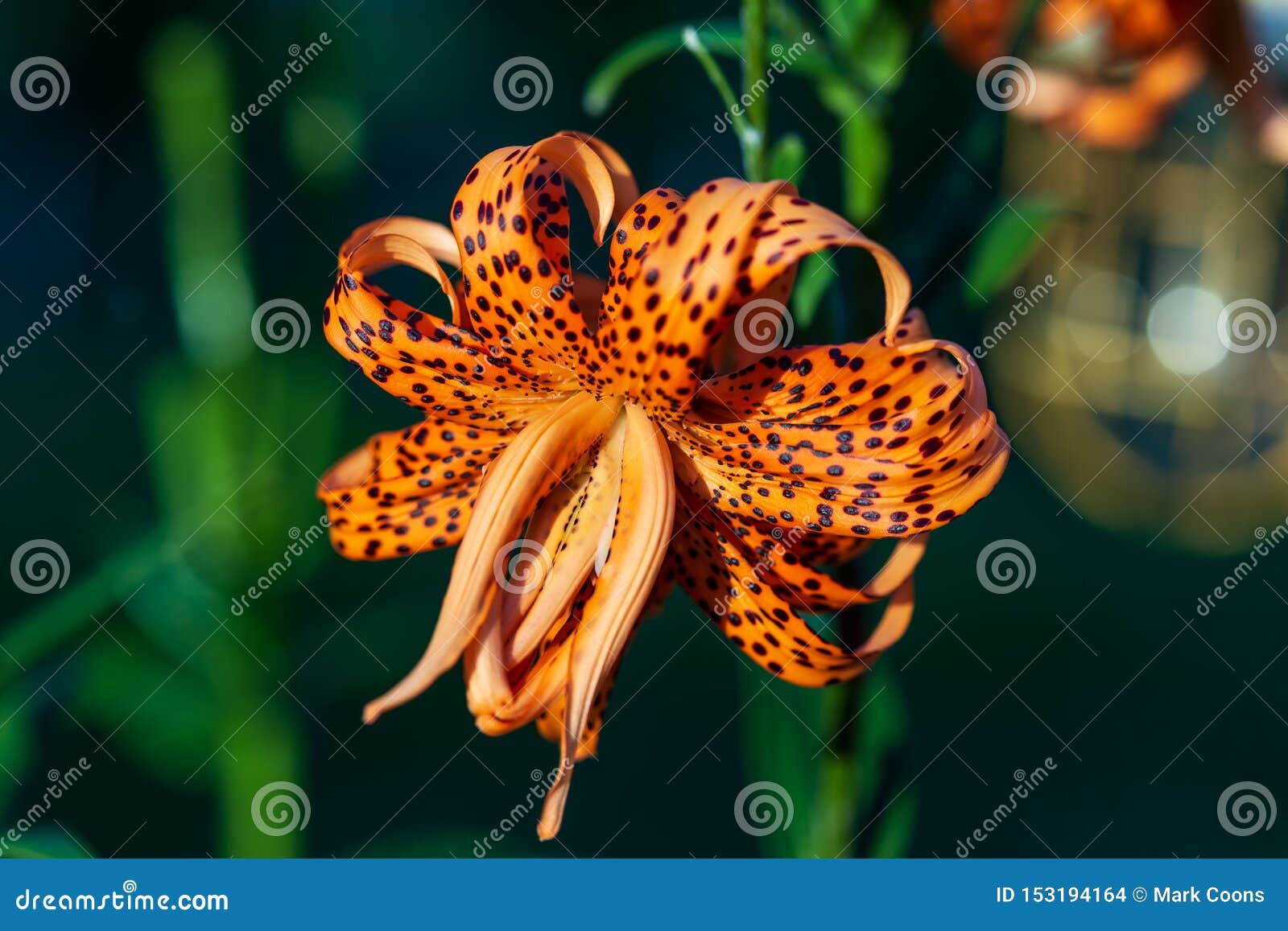 Close Up of a Tiger Lily Bloom at Sunset Stock Photo Image of