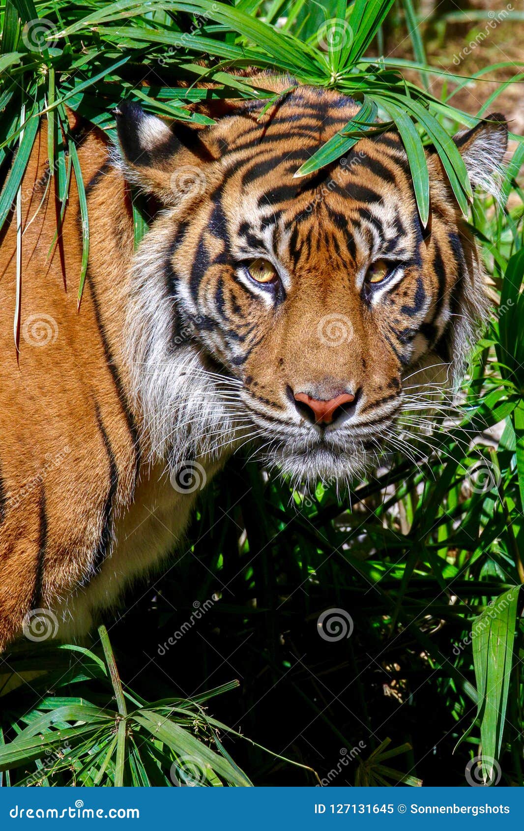 Close Up of Tiger Looking into Camera Stock Image Image of light