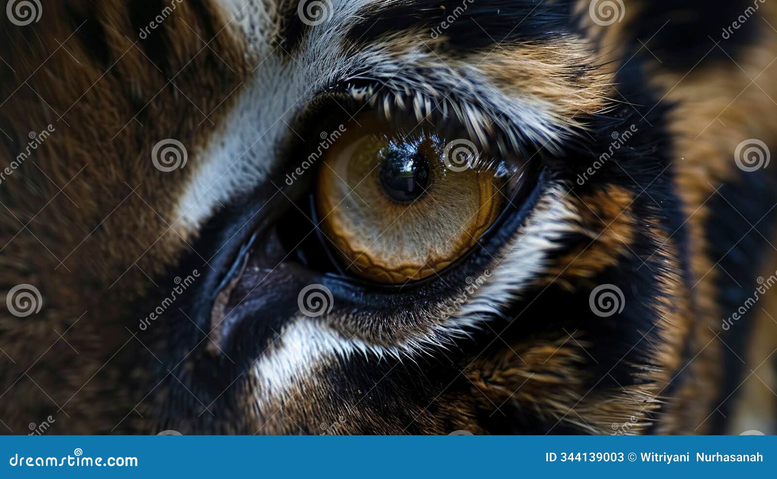 close-up of a tiger's eye, showing its amber color and sharp focus