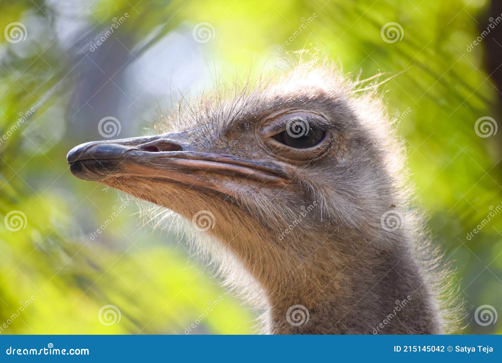 Close Up To the Head of Ostrich. Beak or Eye of an Ostrich Stock Photo - Image of fastest, ostrich: 215145042 Close Up To the Head of Ostrich. Beak or Eye of an Ostrich Stock Photo - Image of fastest, ostrich: 215145042