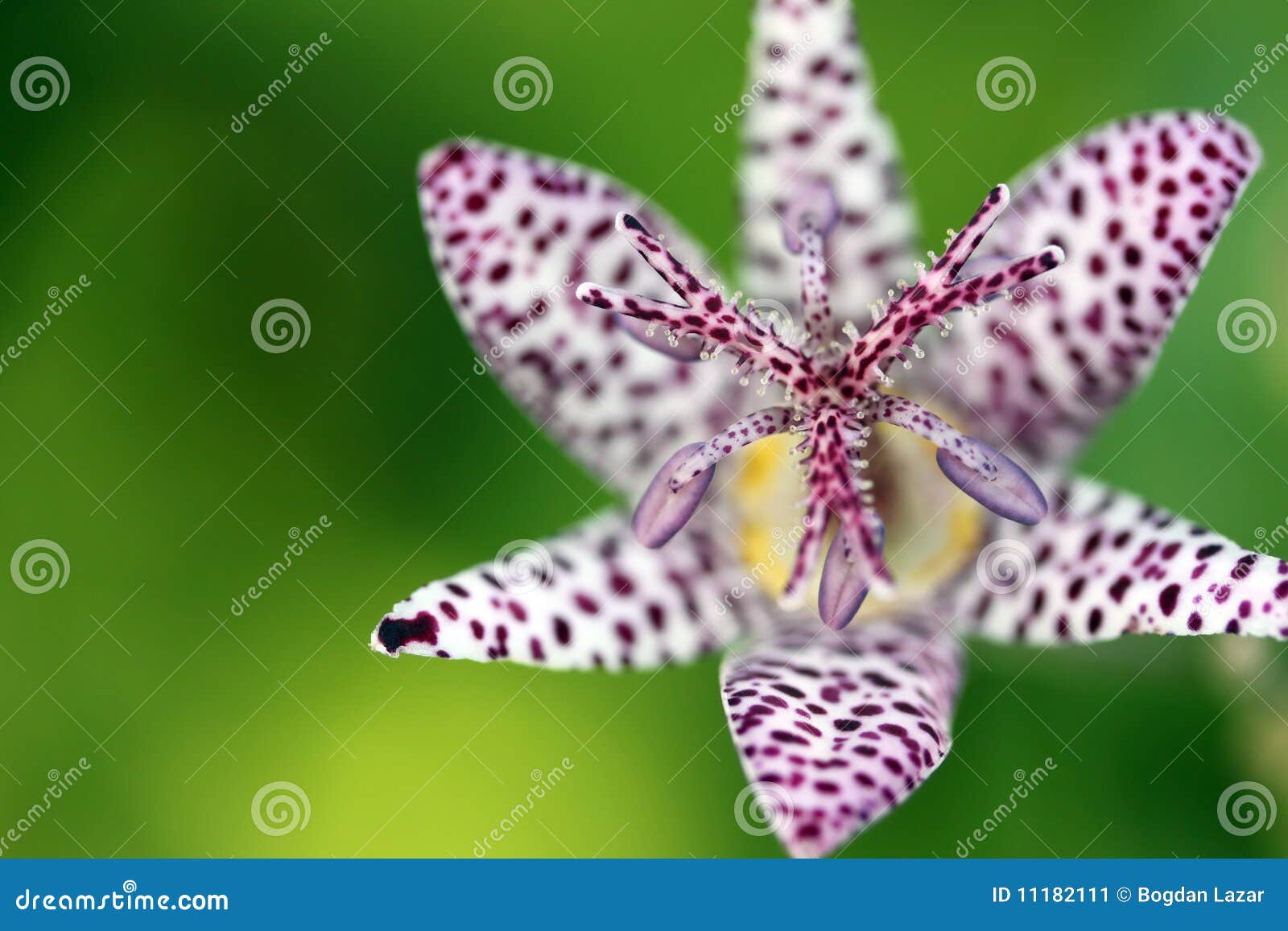 close-up on a toad lily (tricyrtis hirta)