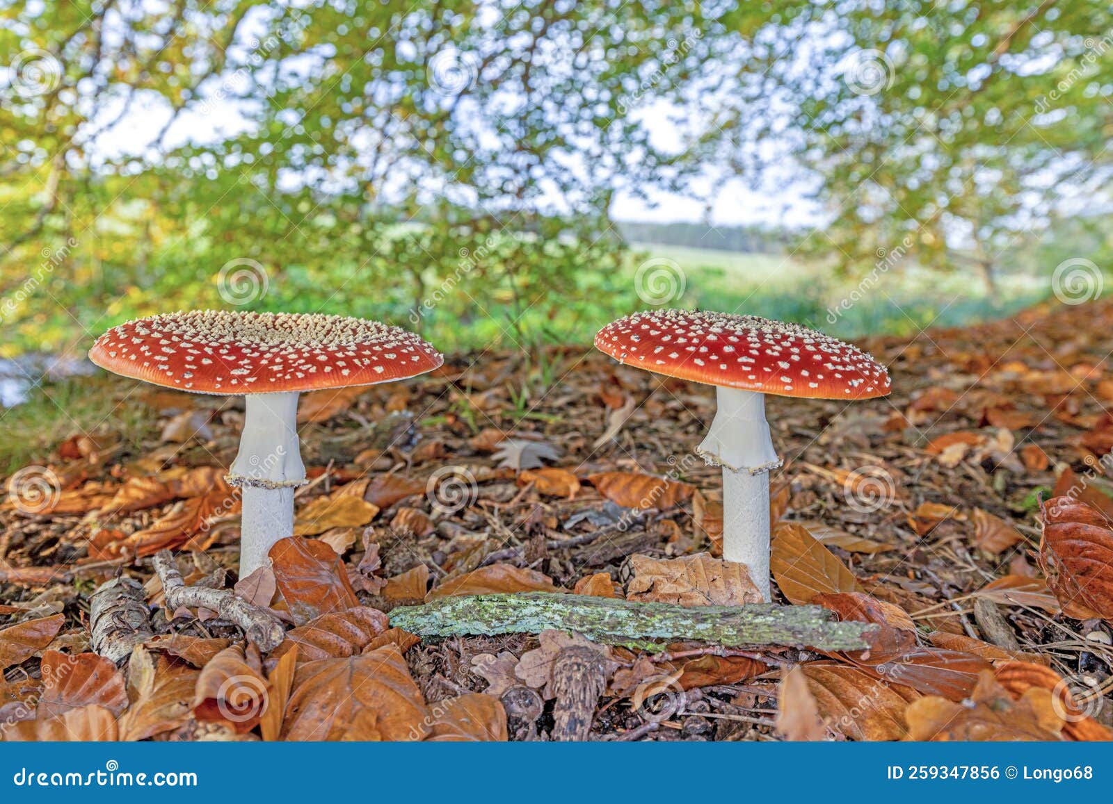 Close Up of a Toadstool on a Leaf Covered Forest Floor during the Day