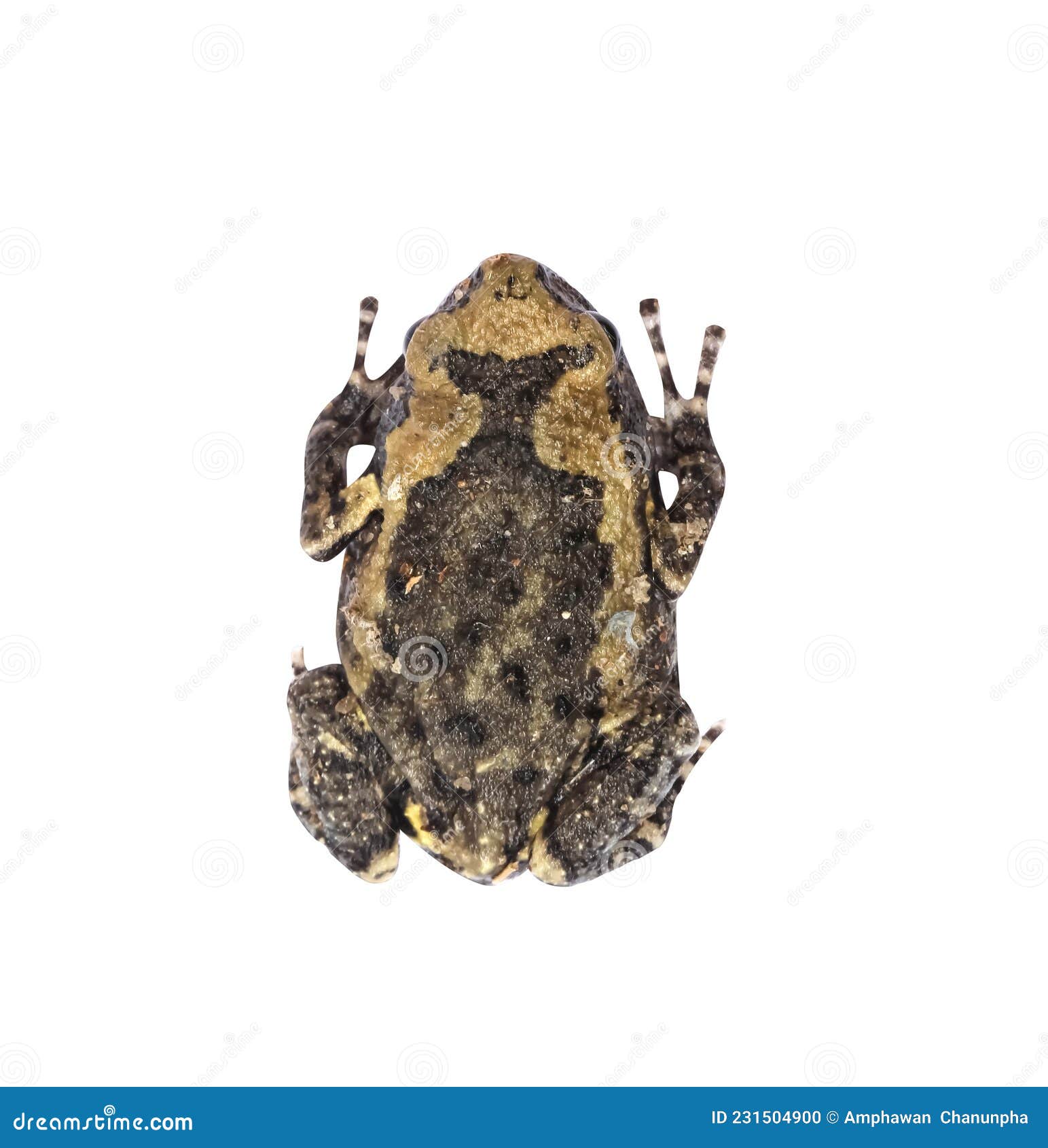 Top View Asian Common Toad Black-spined Toad or Duttaphrynus Melanostictus  Isolated on White Background , Clipping Path Stock Photo - Image of detail,  little: 231504900