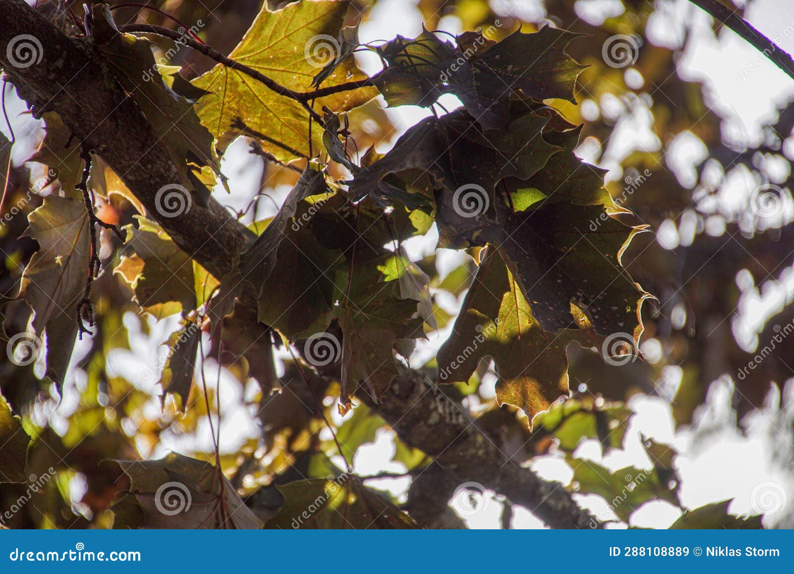 A Close Up of a Tree