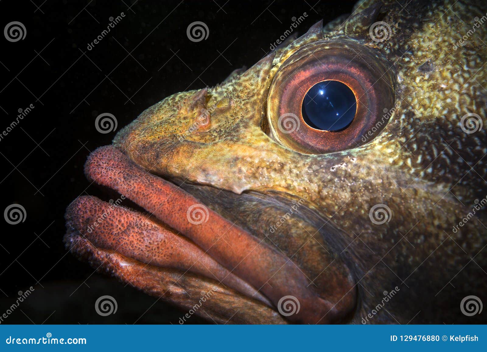 Close Up of a Tree Fish Face in California Stock Photo - Image of nature,  animal: 129476880