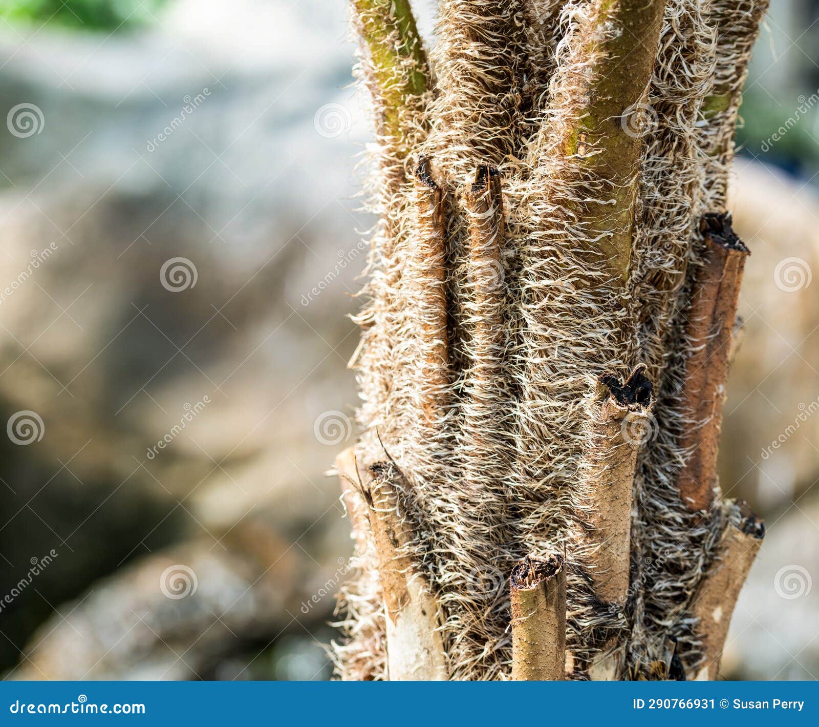 Close Up of Tree Plant Bark, Stringy Weave Stock Image - Image of