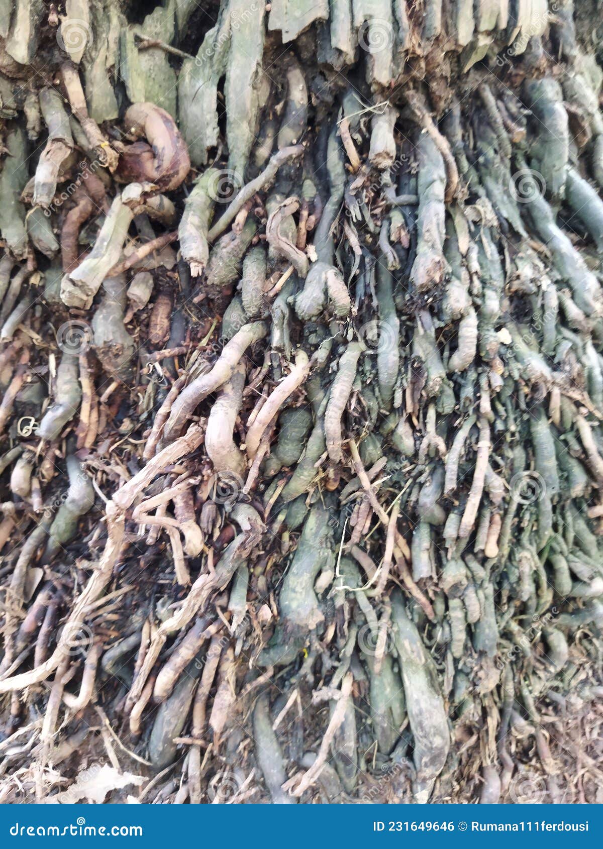 Close Up of Tree Root Growing Above Ground.Tree Stump Image Stock Photo