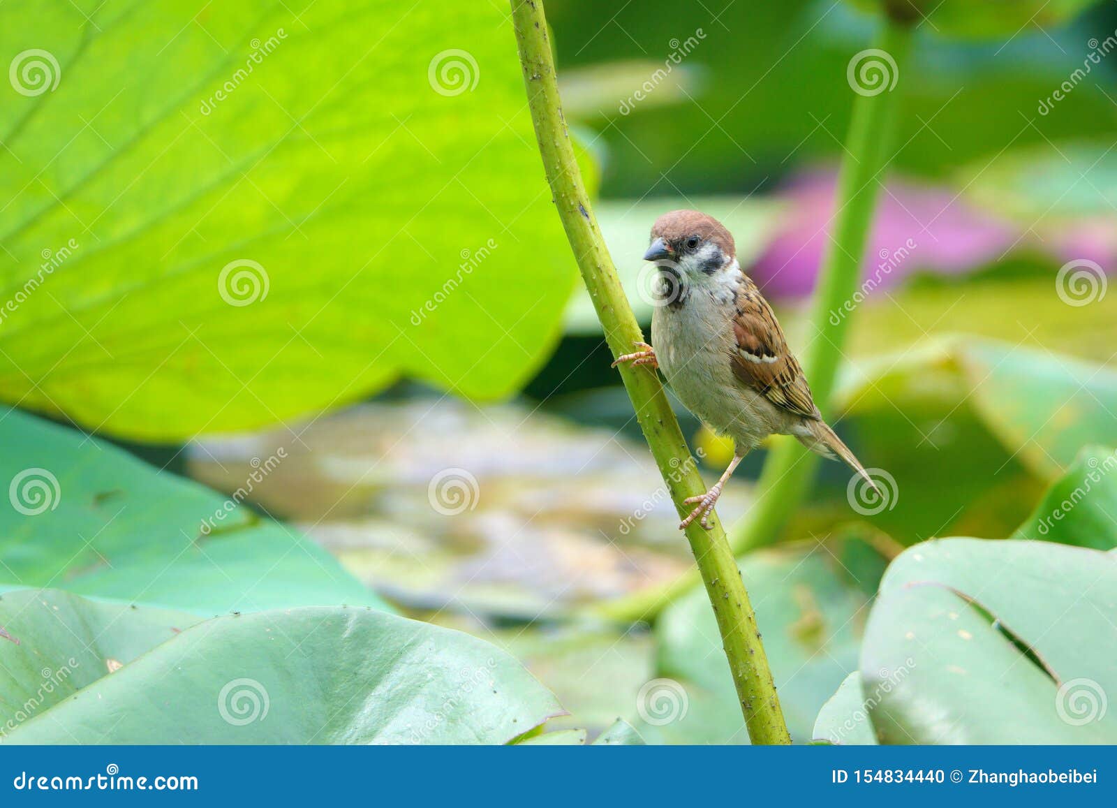 sparrow and lotus stalk