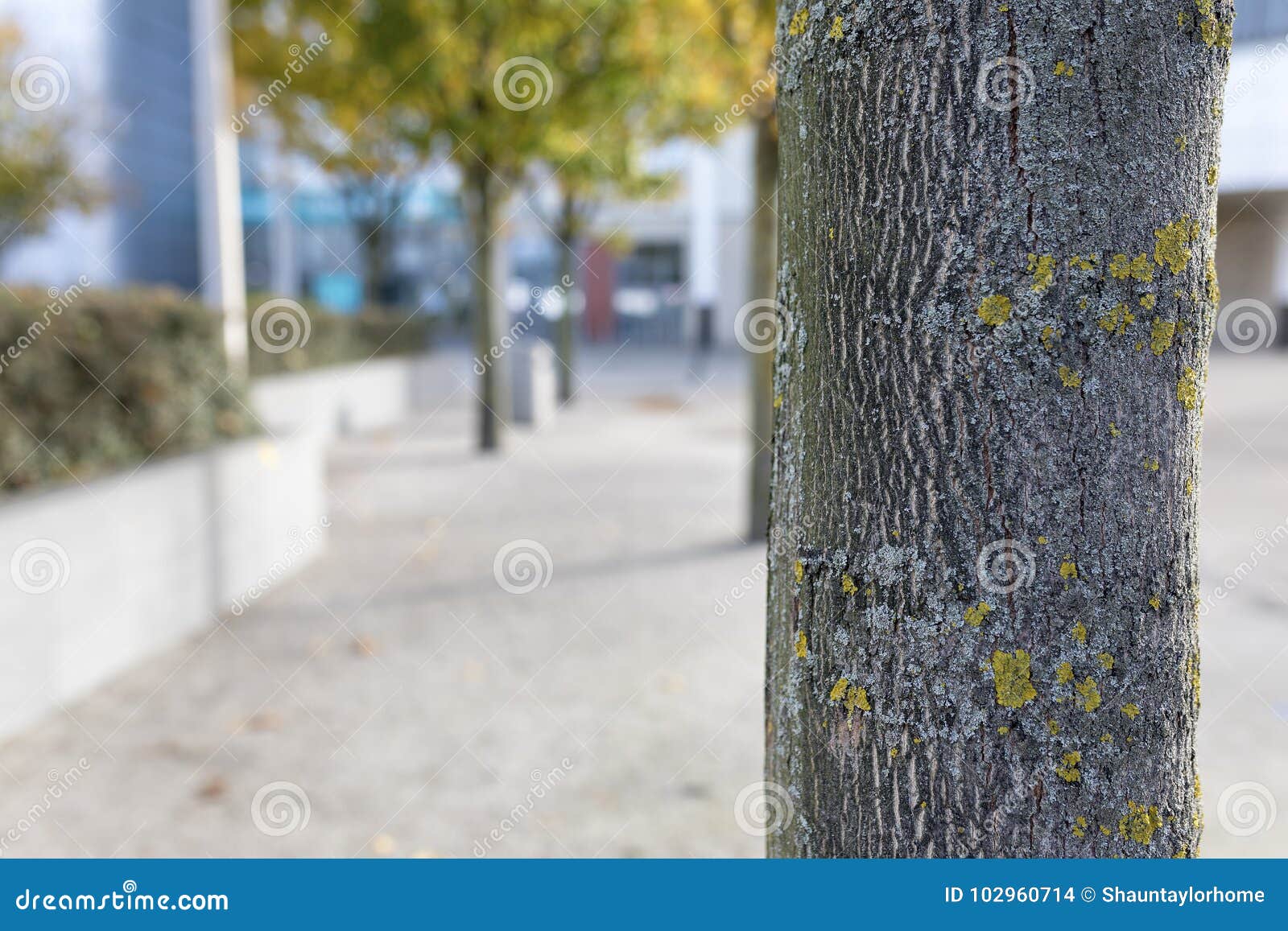 close up of a tree trunk with lichen growing on its bark on a au