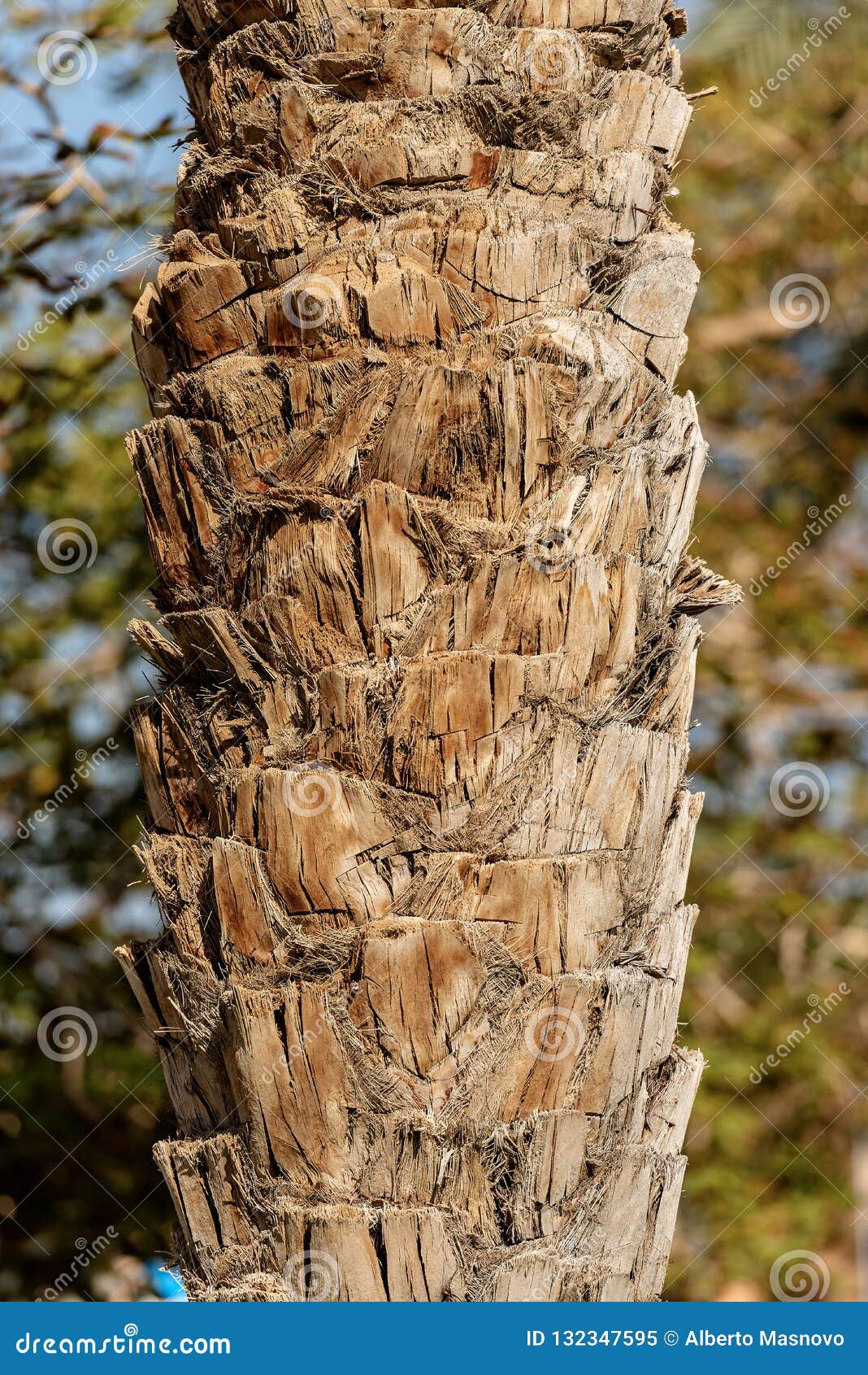 Close-up of a Tree Trunk of a Palm Stock Image - Image of sunny