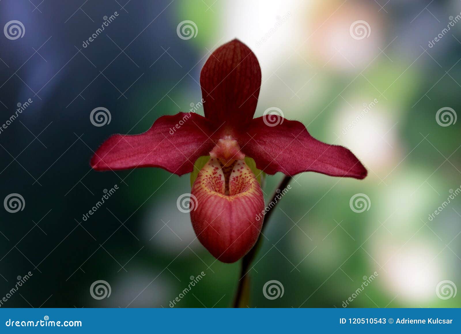 Paphiopedilum Orchid Care | Guna Orchids