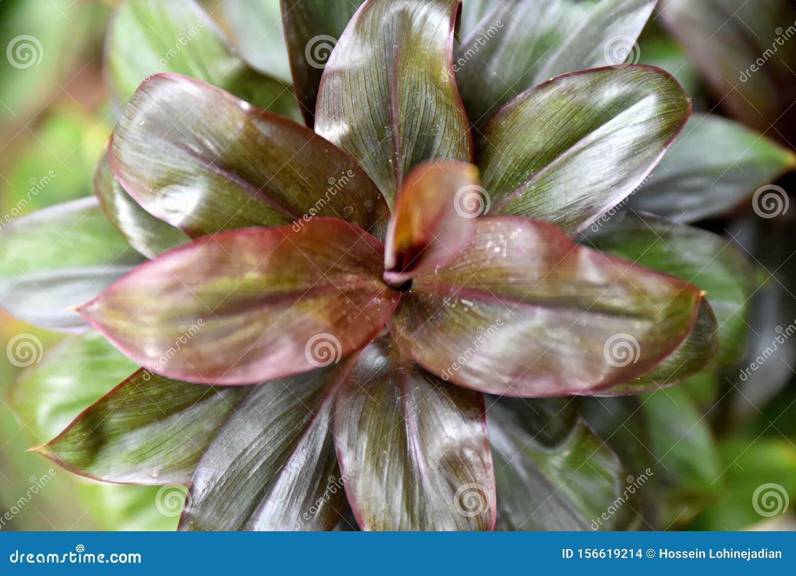 Closeup Tropical Green Plants in the Philippines Stock Photo Image