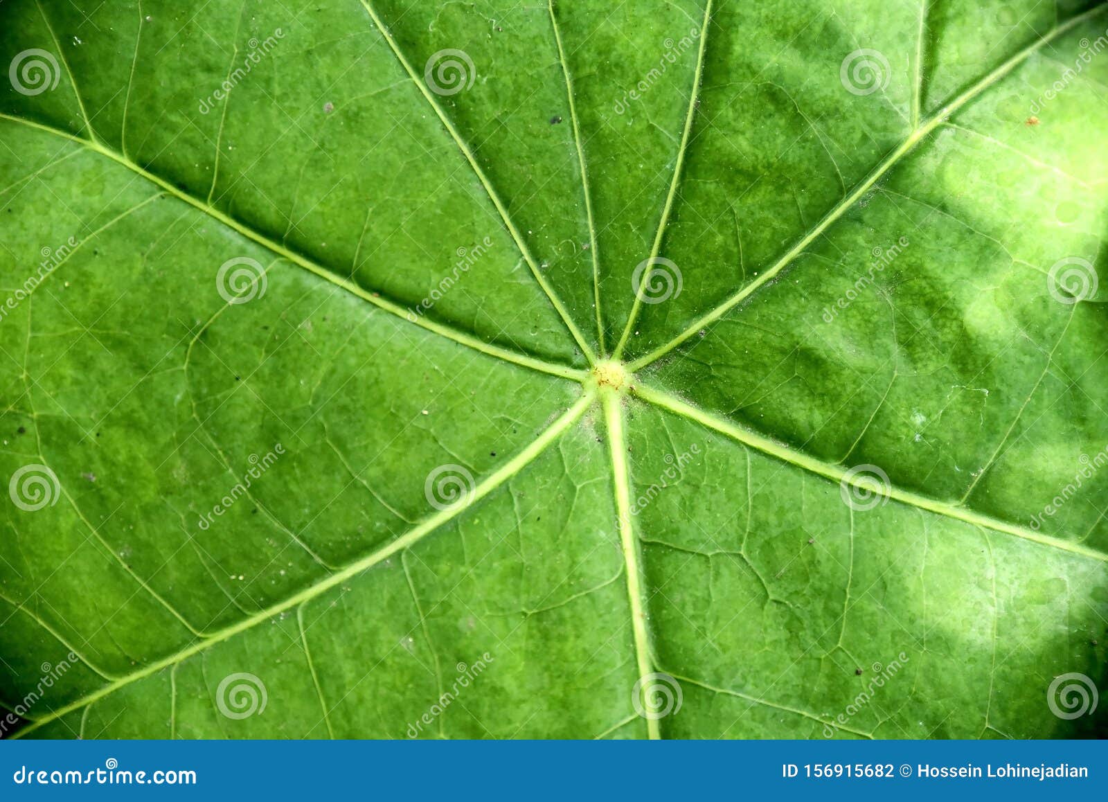 Closeup Tropical Green Plants in the Philippines Stock Photo Image of abstract, foliage