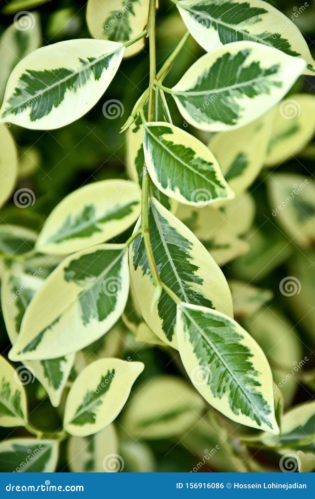 Closeup Tropical Green Plants in the Philippines Stock Photo Image