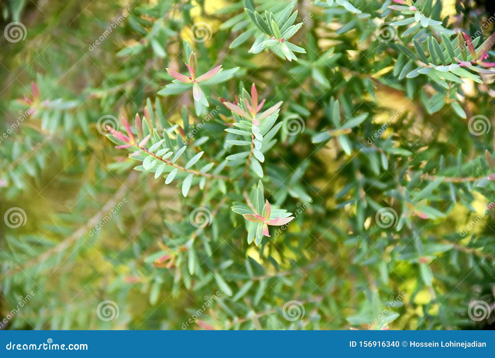 Closeup Tropical Green Plants in the Philippines Stock Photo Image