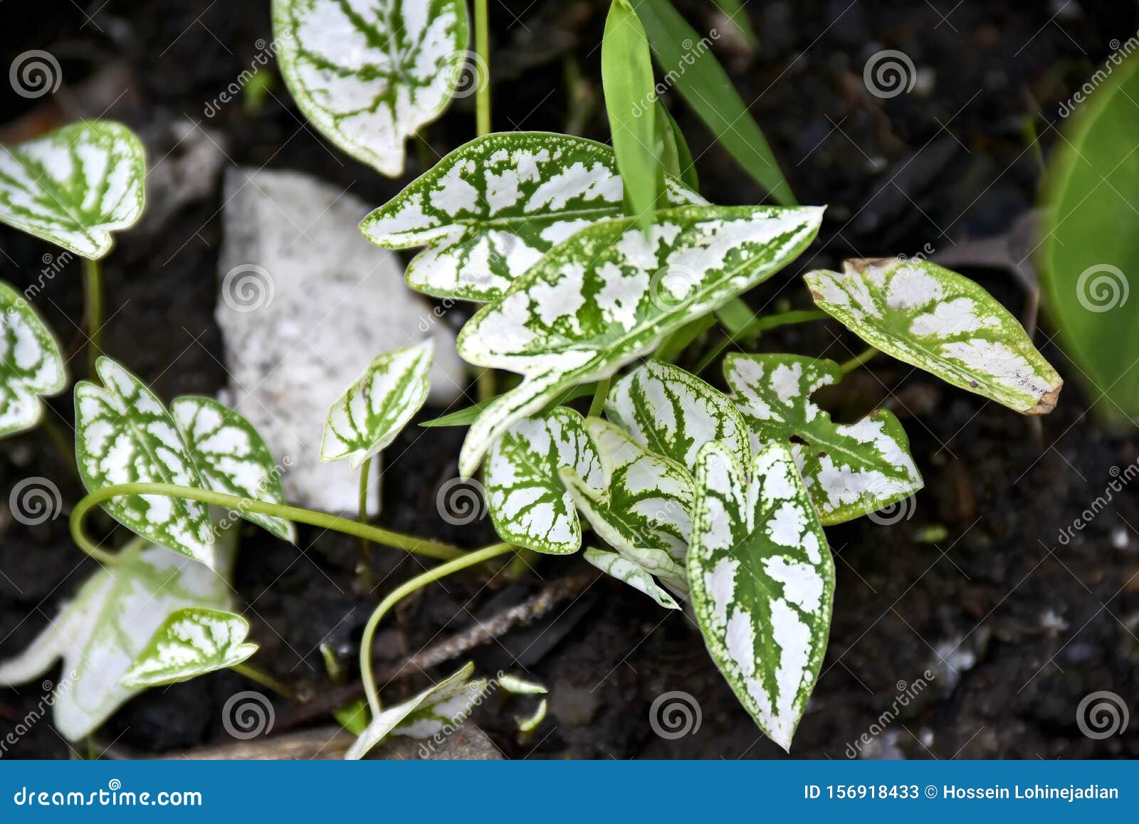 Closeup Tropical Green Plants in the Philippines Stock Image Image