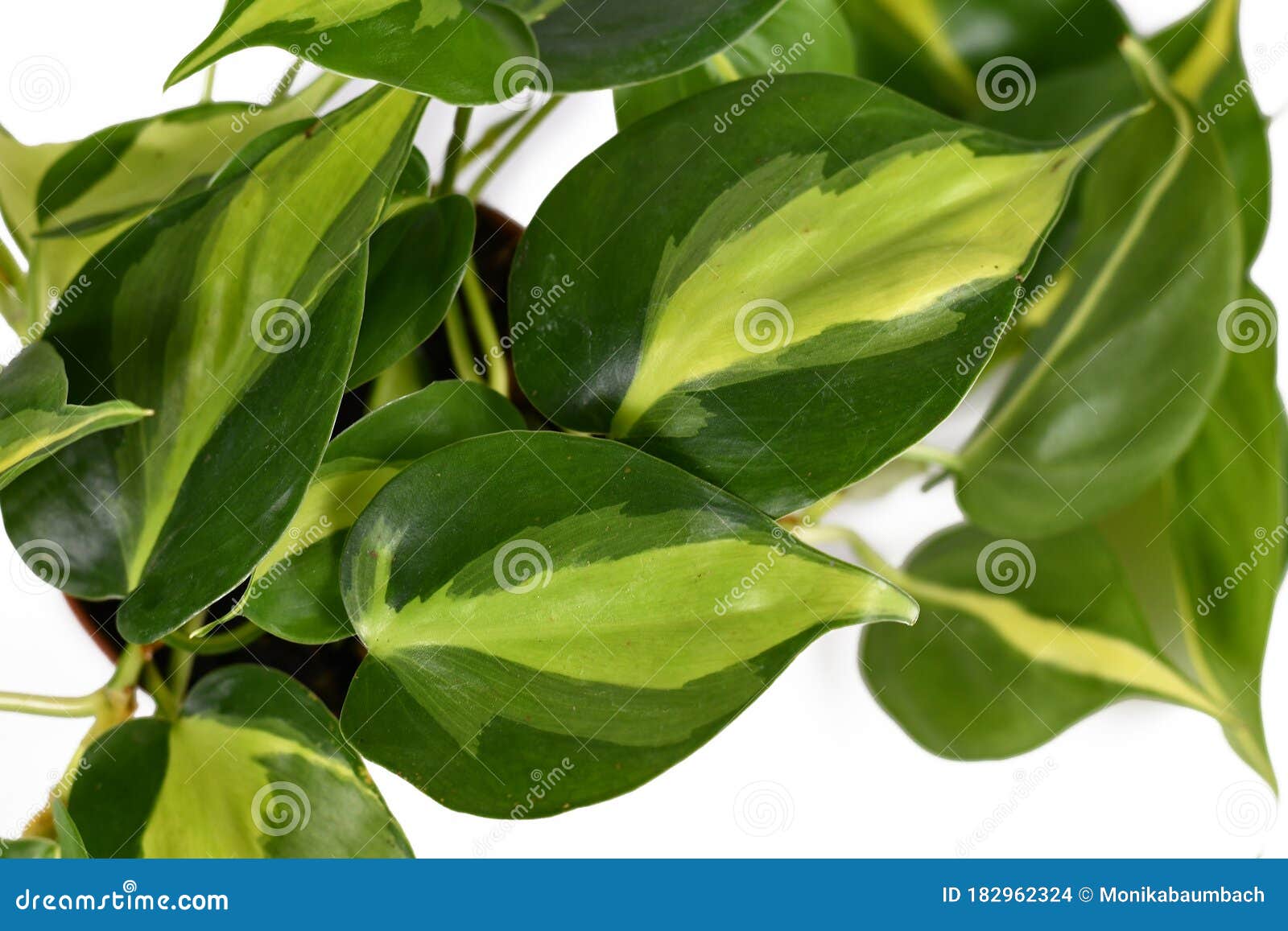 close up of tropical `philodendron hederaceum scandens brasil` creeper house plant leaves with yellow stripes on white background