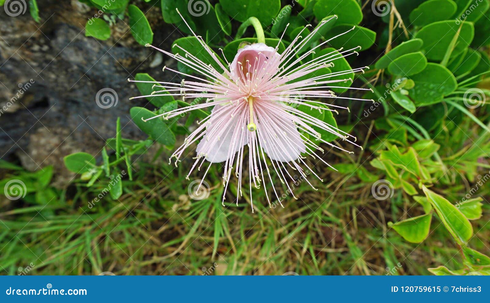 Tropical plants of kenya stock image. Image of tropical 120759615