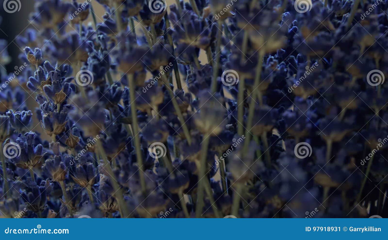 Dried Lavender Flowers (Stems)