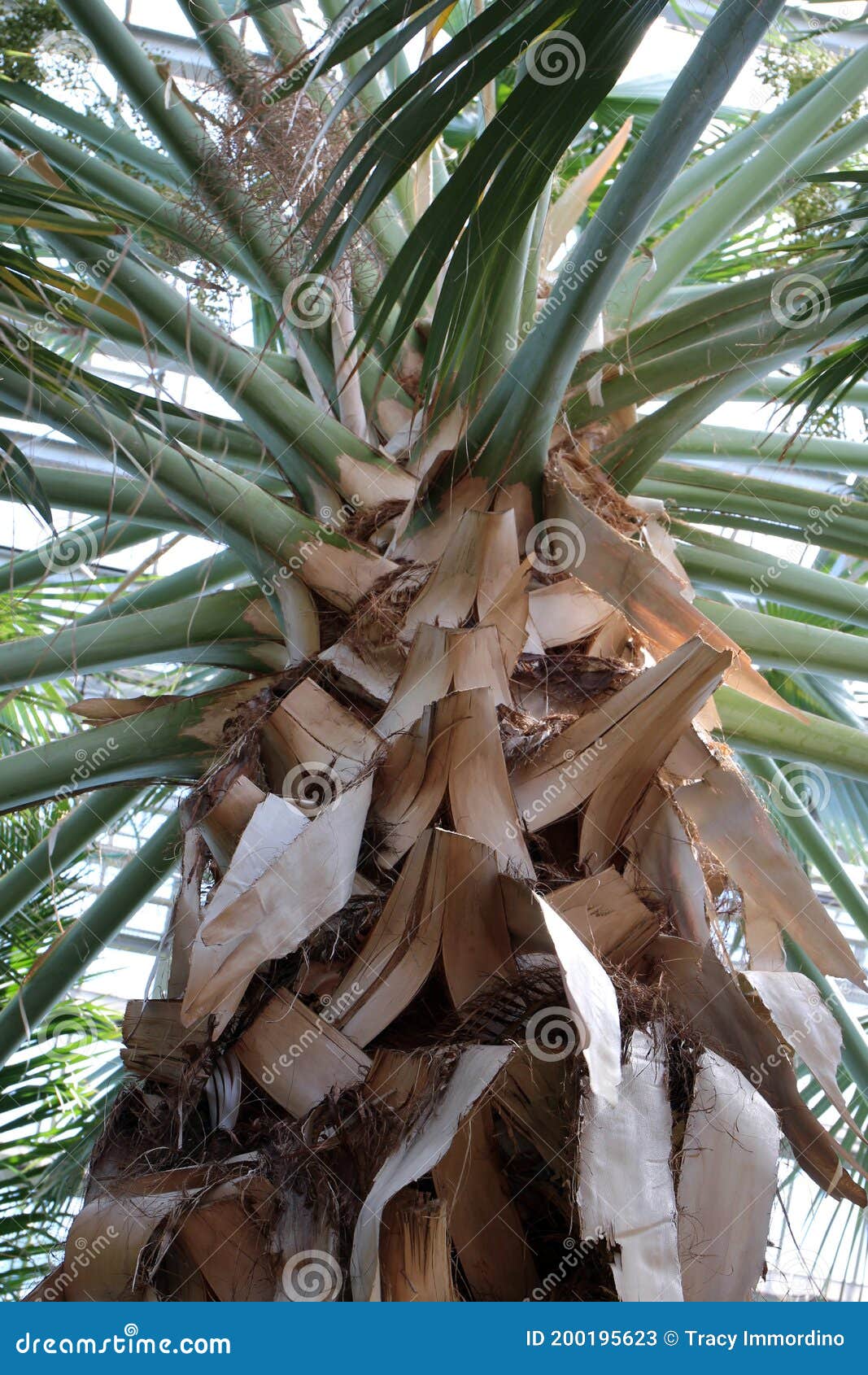 close up of the trunk and branching fronds of a dominican palm tree