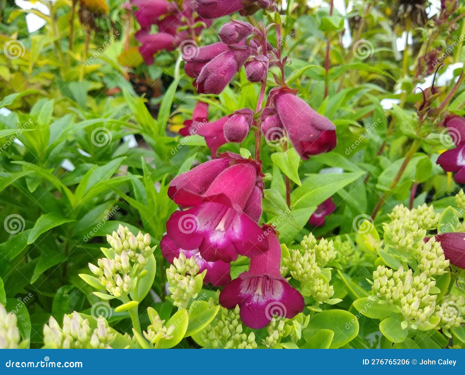 penstemon 'phoenix magenta 09'