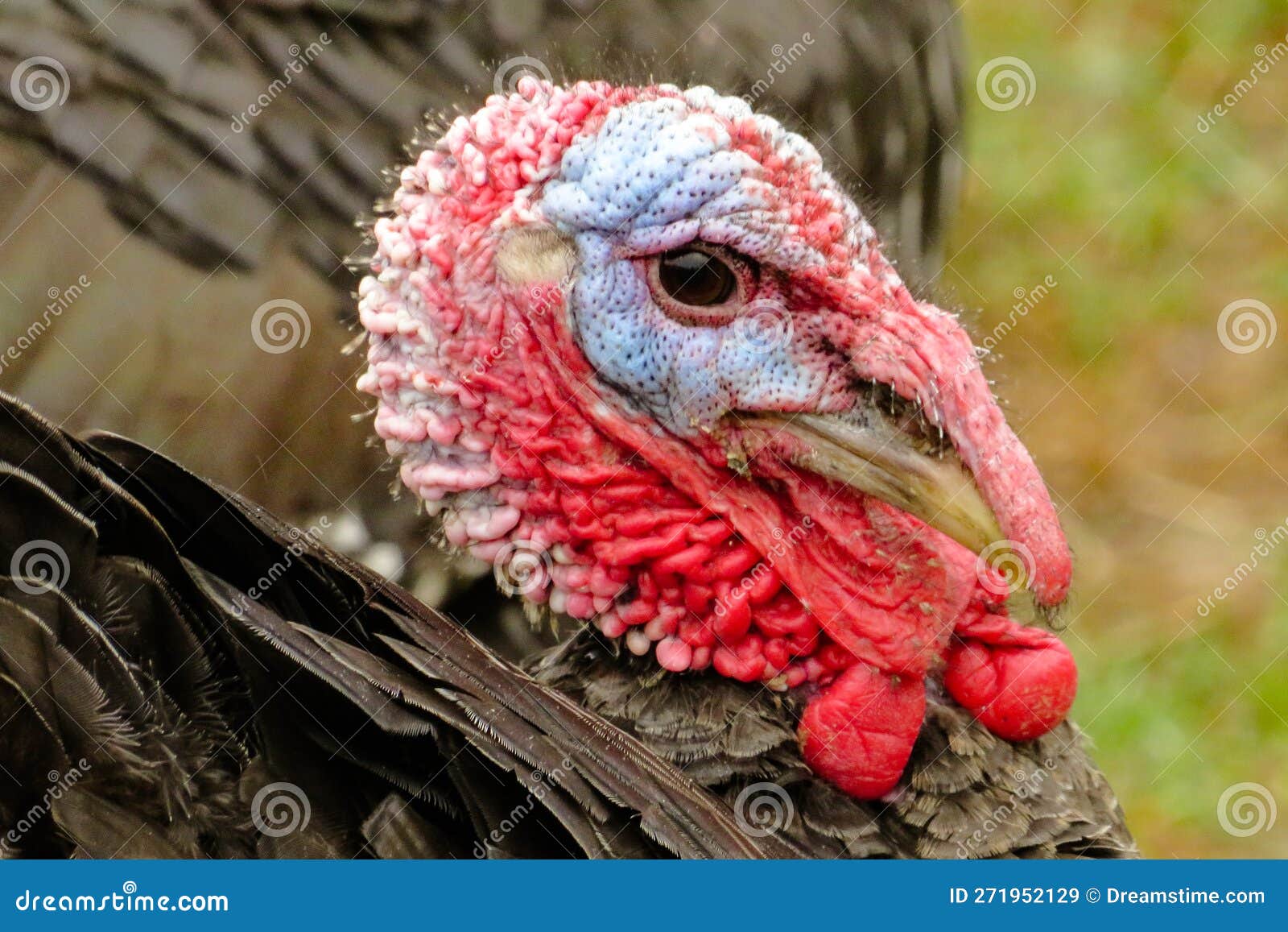 Close up of a turkey stock image. Image of male, turkey 271952129