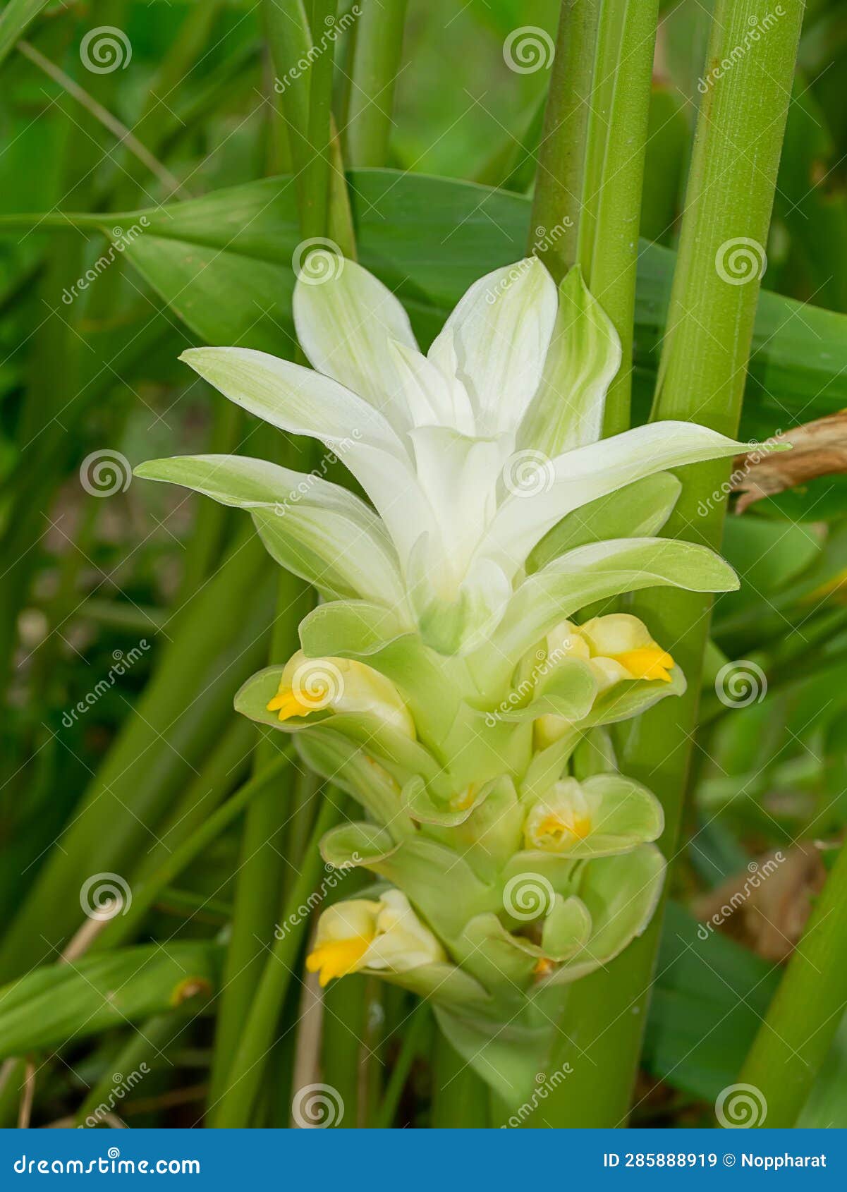 close up turmaric flower with blur background