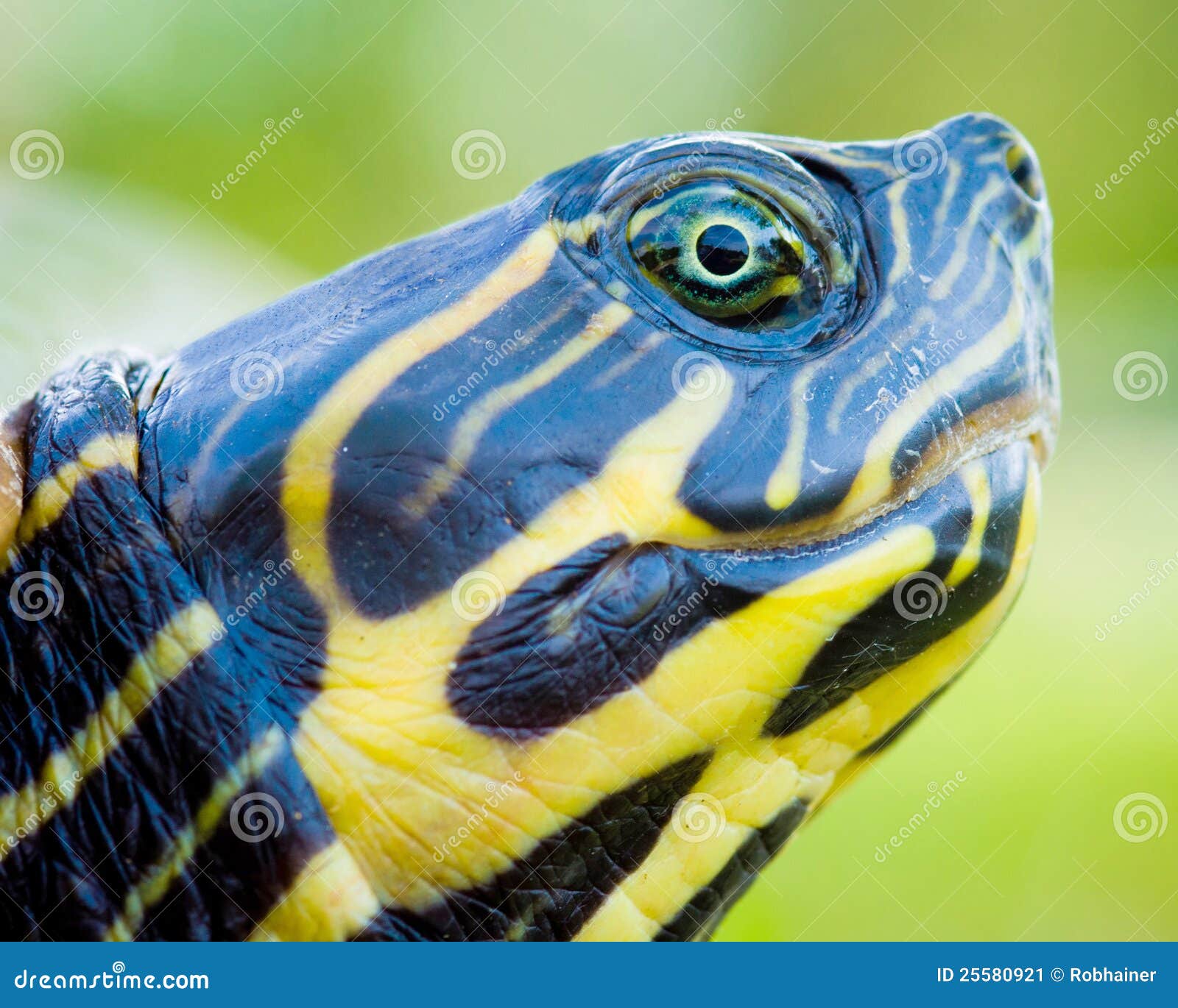 Close up of turtle. Close up portrait of turtle.