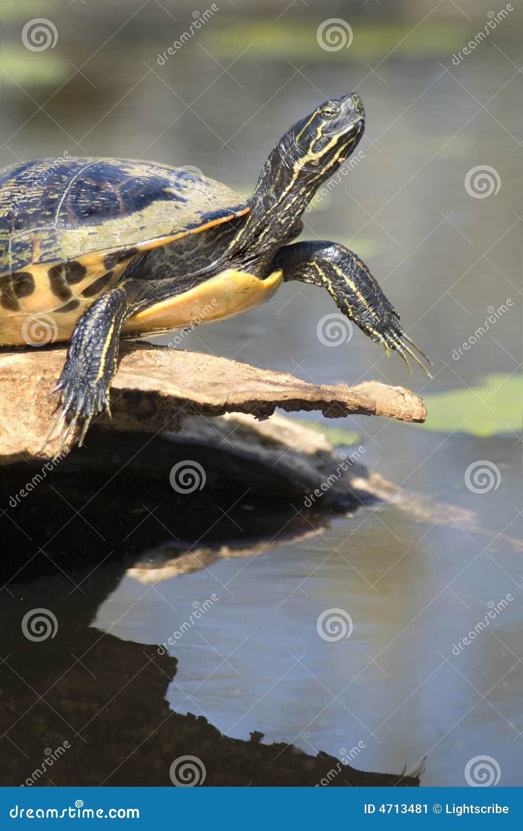 close-up of turtle sunning