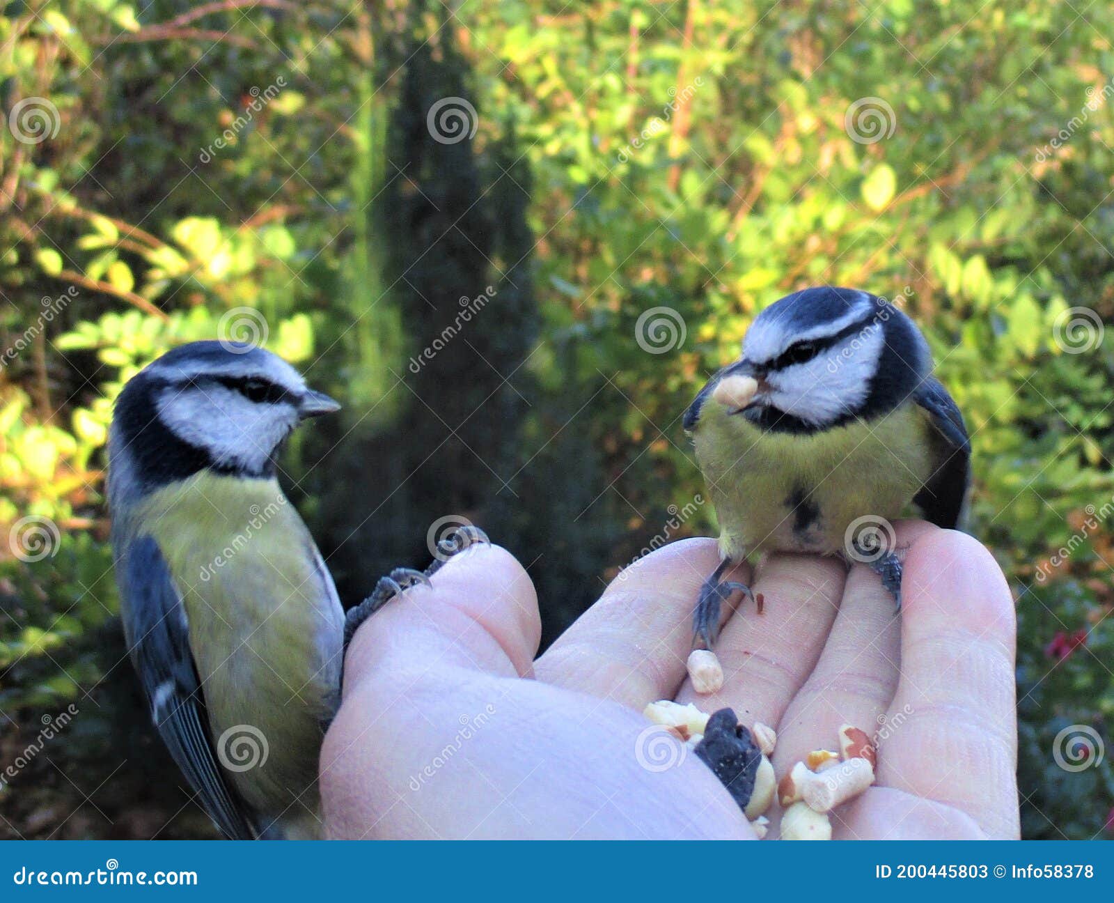 Droppin Tit At Very Young