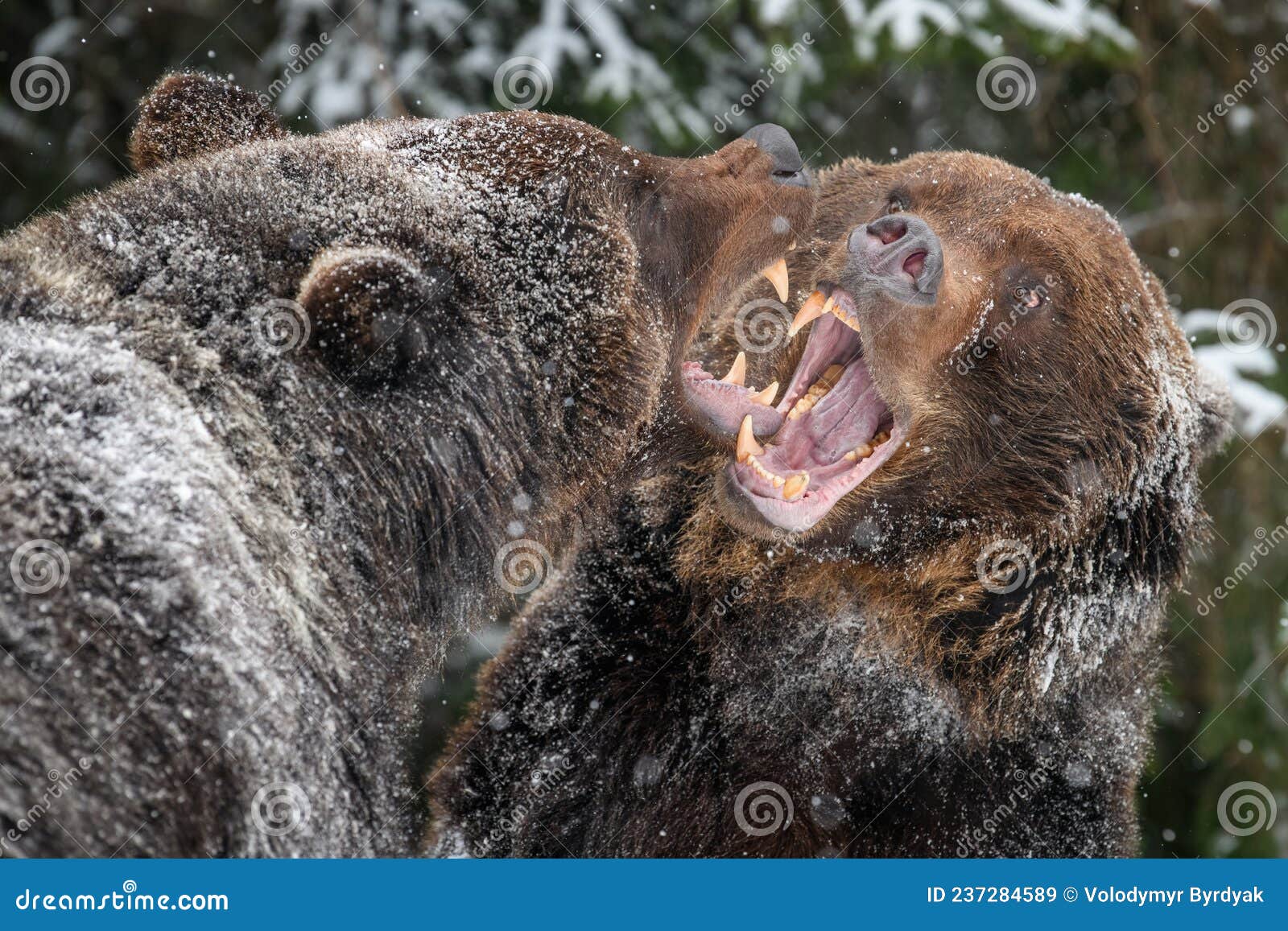 Close-up Two Angry Brown Bear Fight in Winter Forest Stock Image - Image of  mouth, forest: 237284589