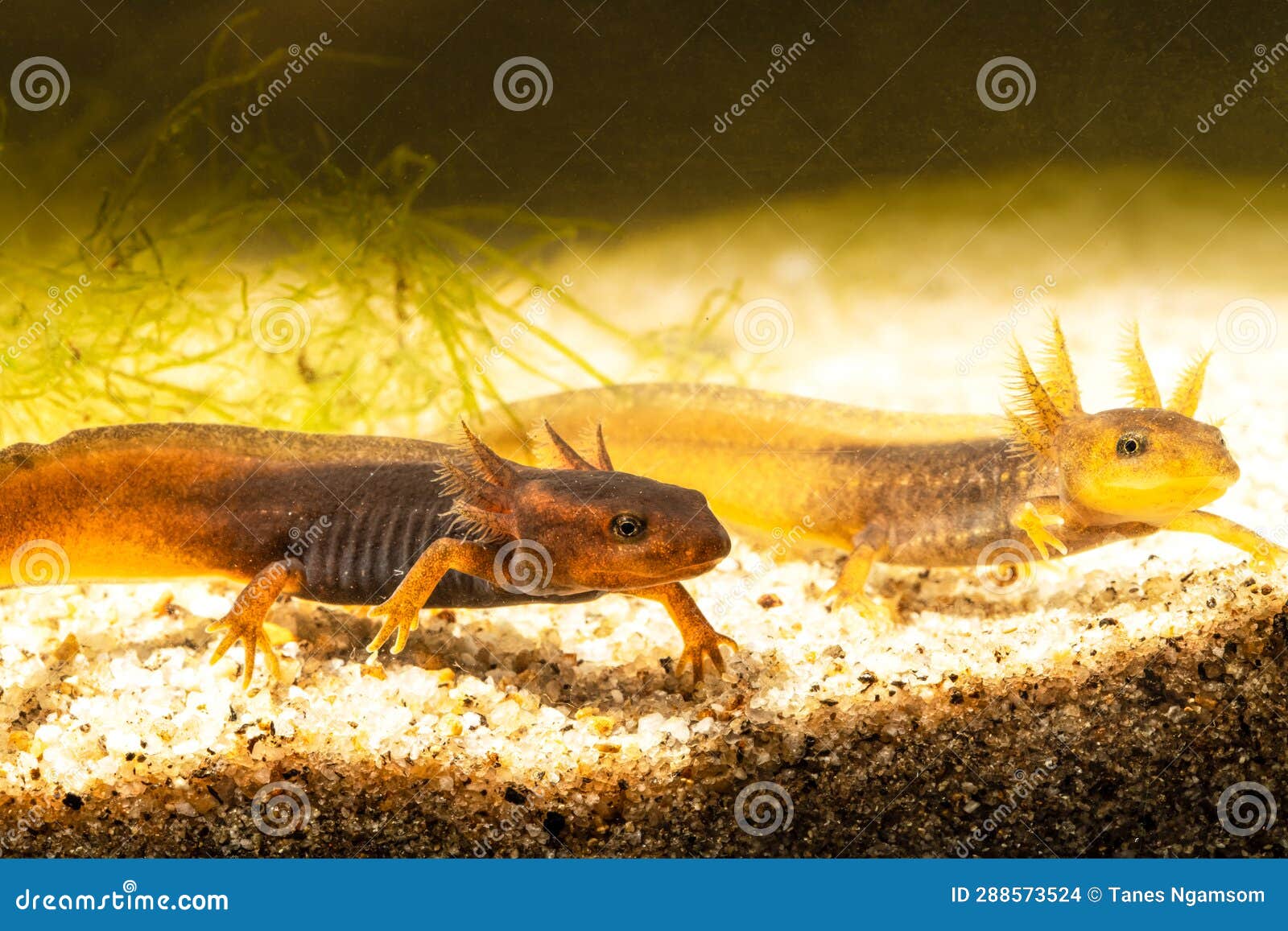 close-up of two baby himalayan newts or himalayan salamanders