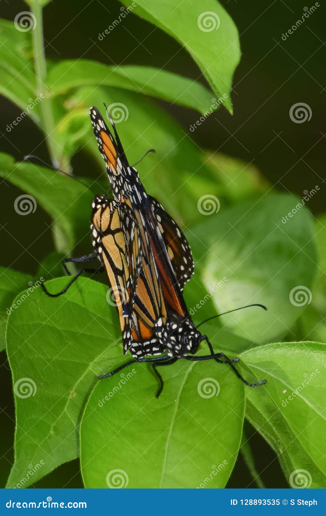 CloseUp of Two Butterflies Matings Stock Image Image of insect