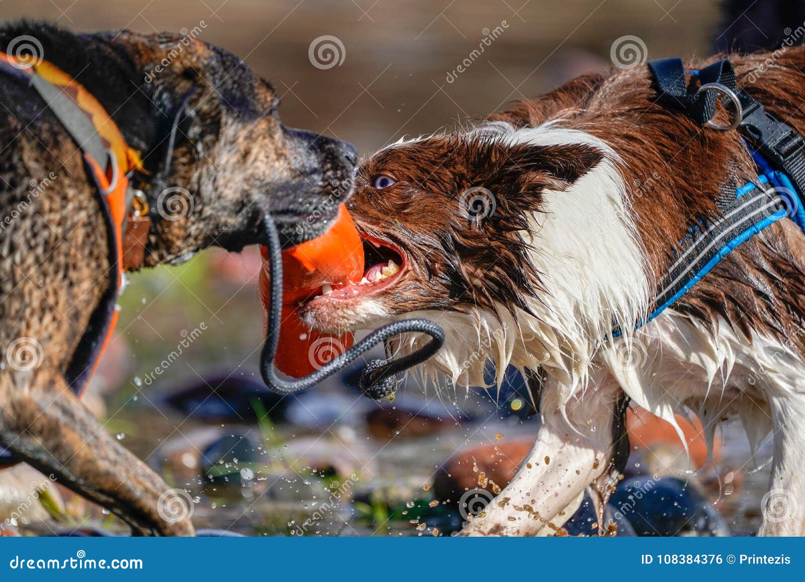 Dogs Playing Tag in the River ! Stock Photo Image of close, creek