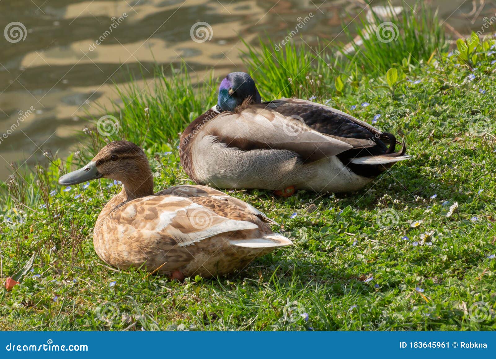 Close Up of Two Mallard Ducks Sleeping in the Grass, Anas Platyrhynchos
