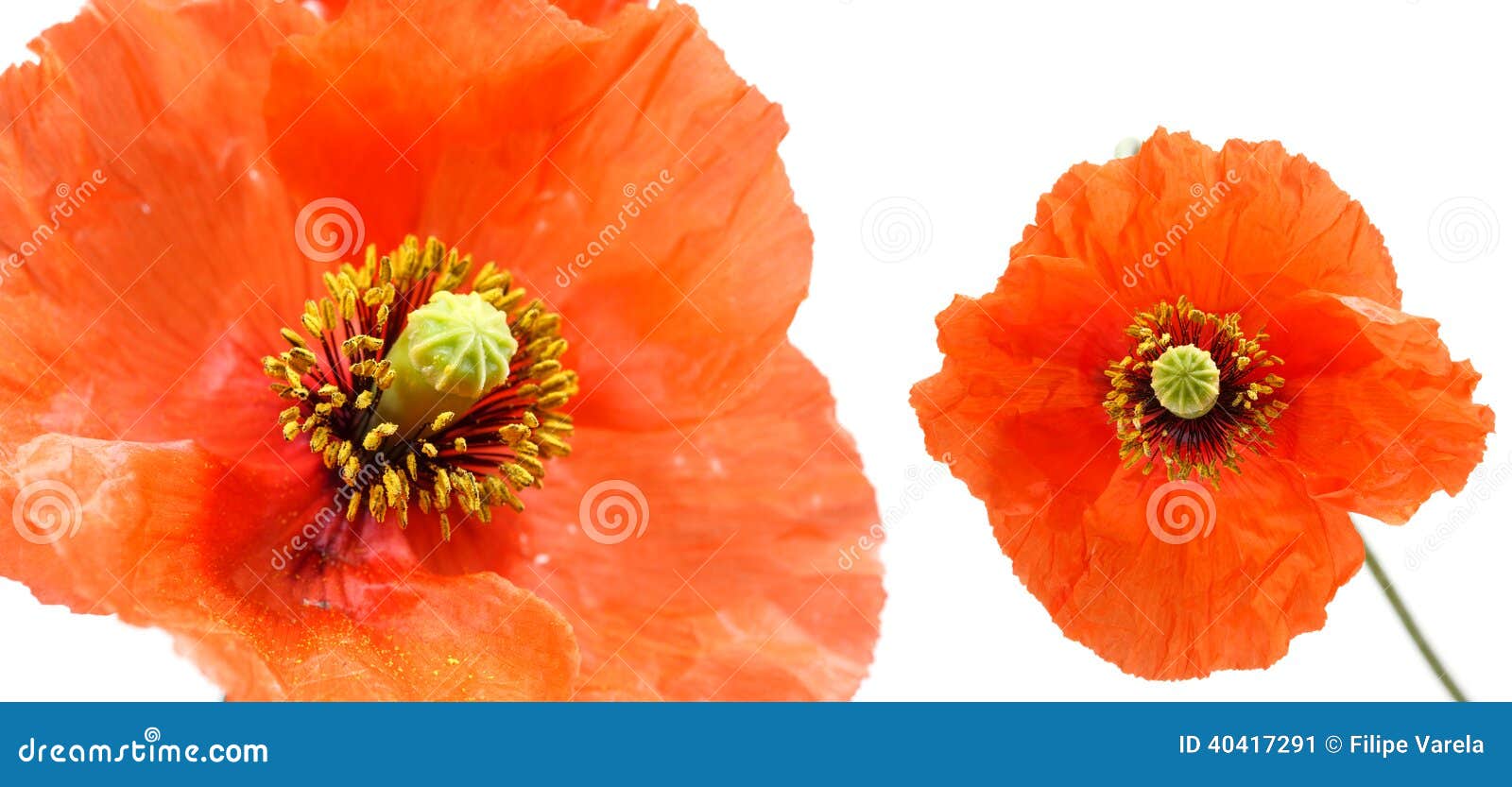 Close Up Of Two Poppies Isolated On White Background Stock Image