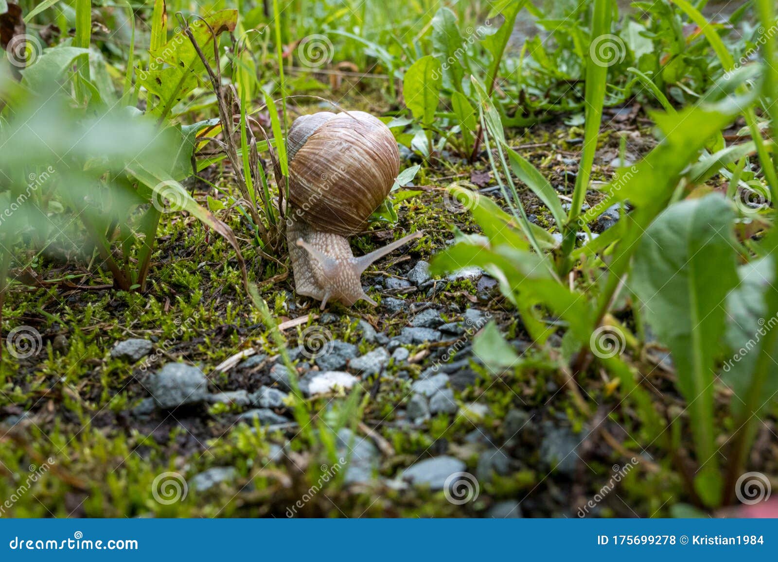 Closeup of a Two Snail in a Garden Environment Stock Photo Image of