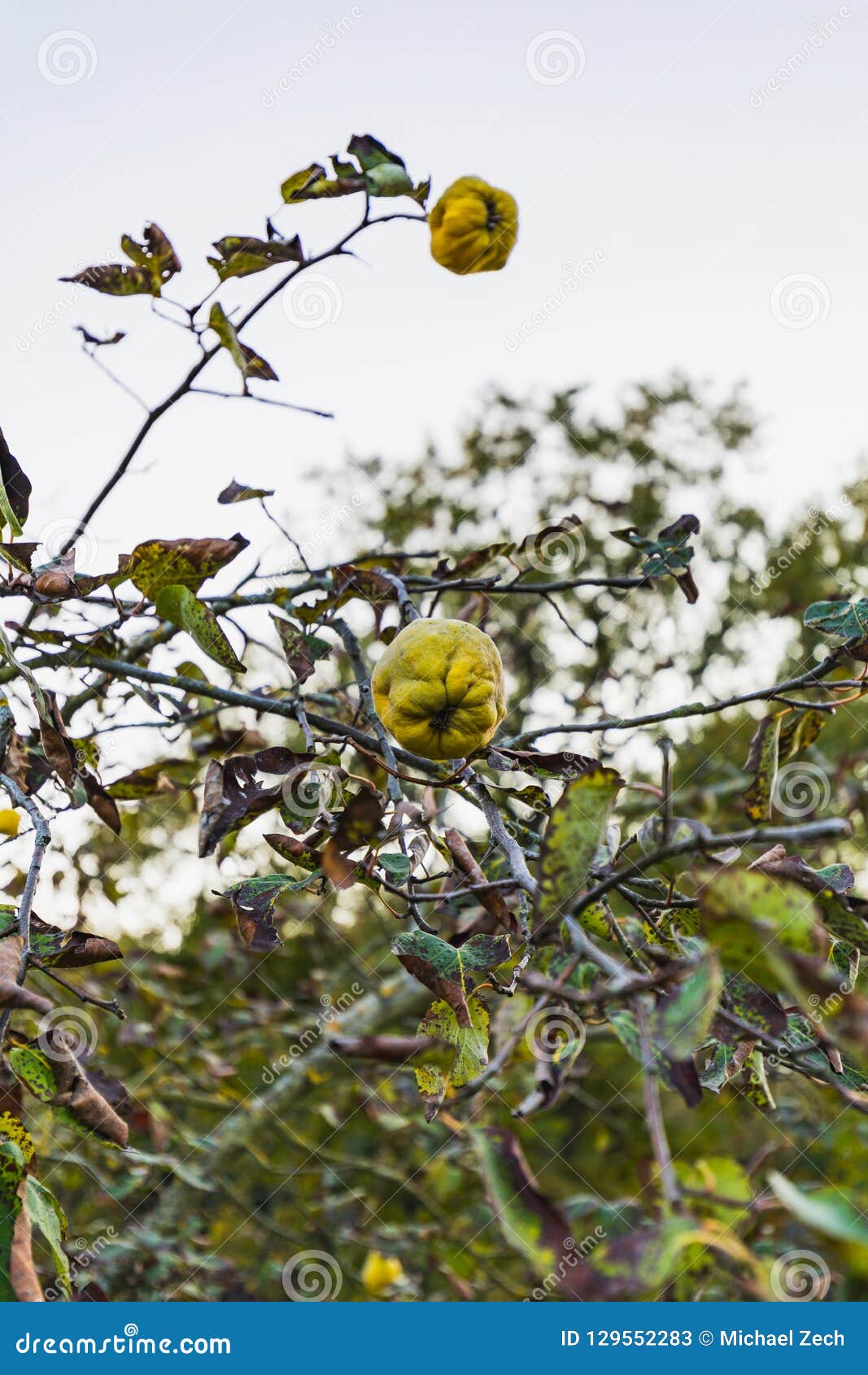 Close Up of Two Yellow Ripe Quinces on a Tree Stock Image Image of